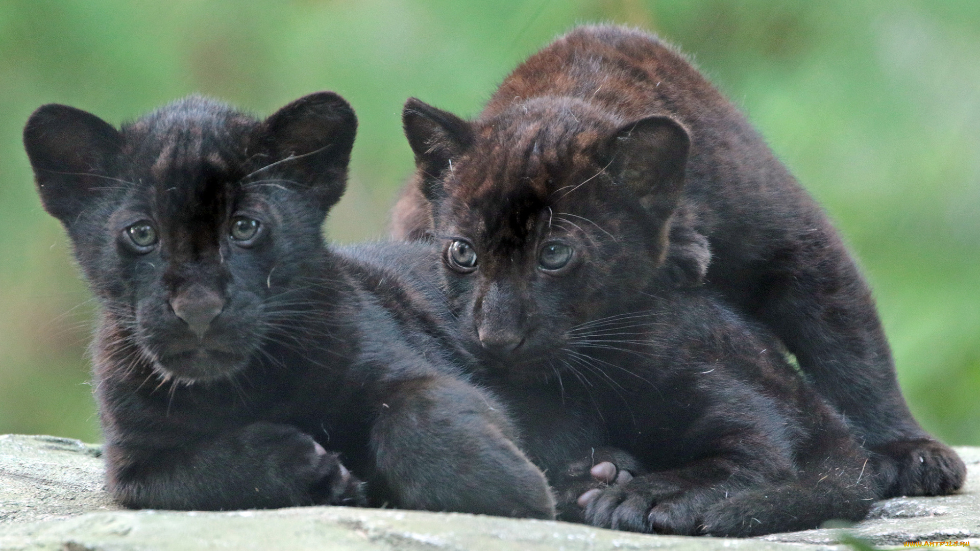 животные, Ягуары, черные, малыши, ягуары, природа