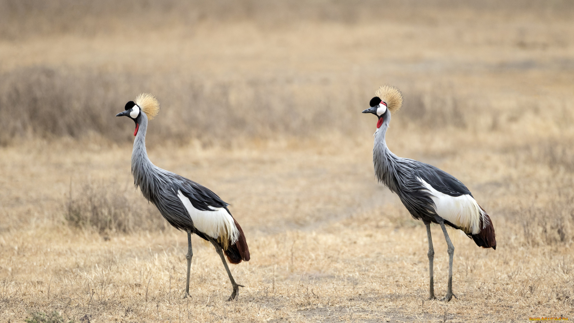 животные, журавли, поле, птицы, природа, трава