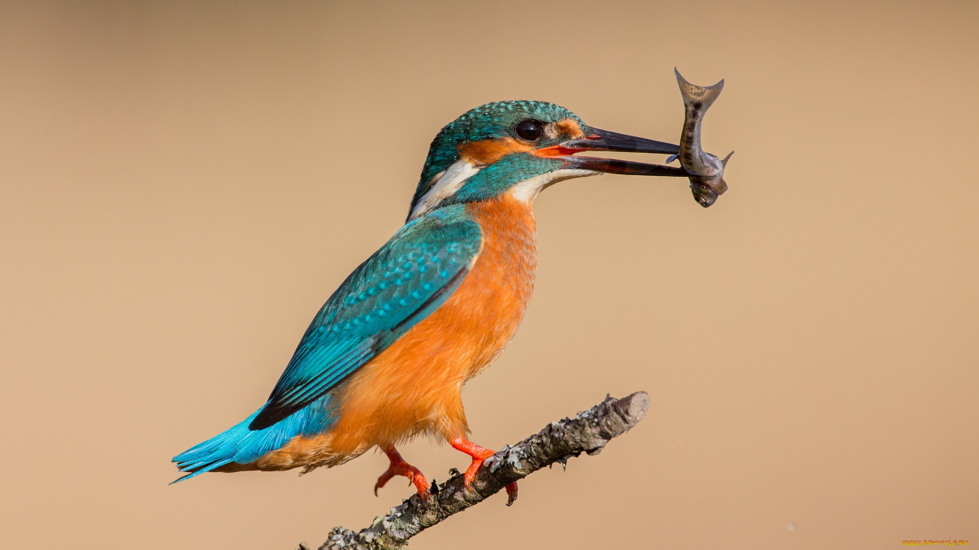 животные, зимородки, птица, фон, зимородок, ветка, рыбка