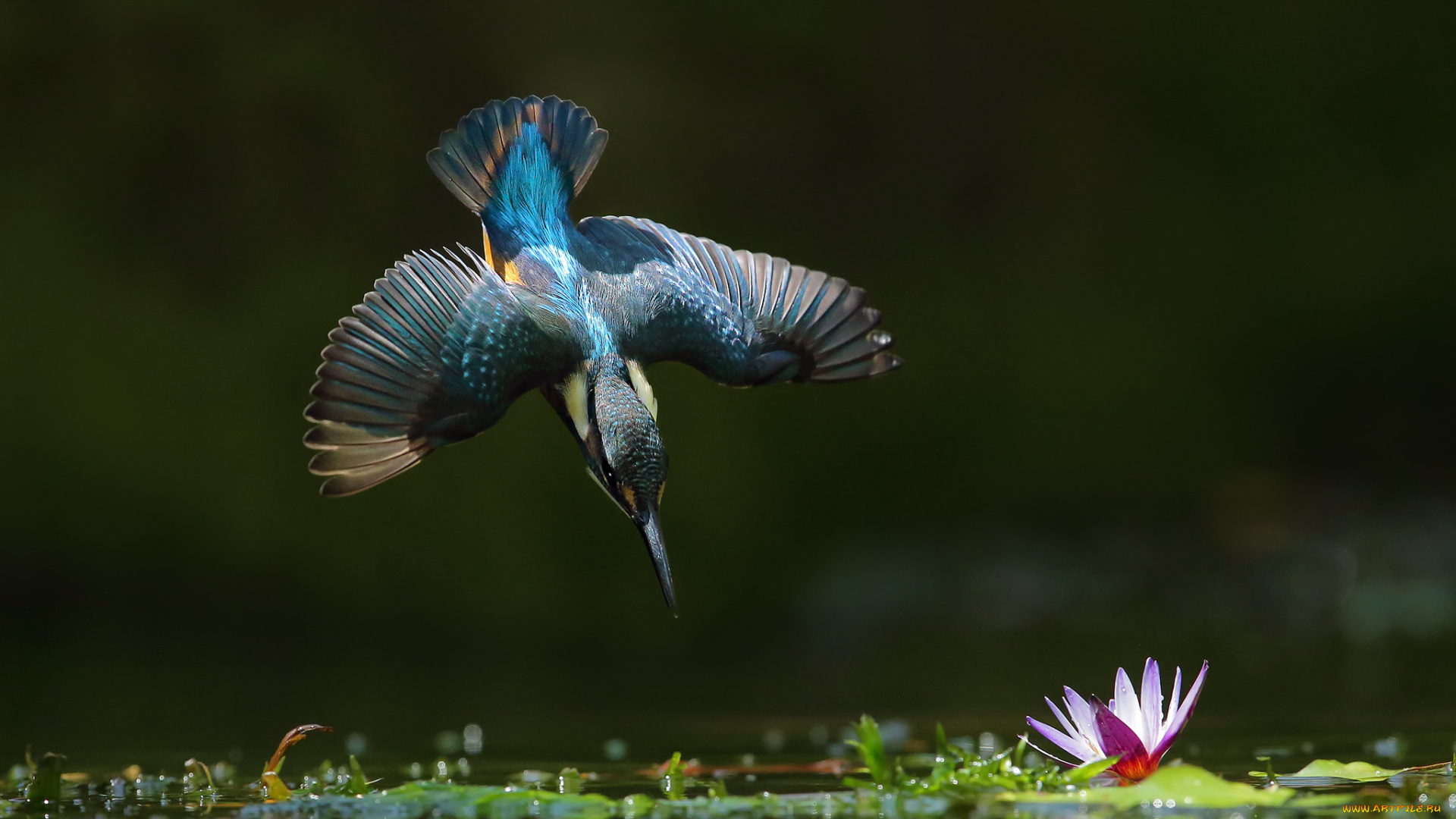 животные, зимородки, птица, зимородок, вода, цветок, полет