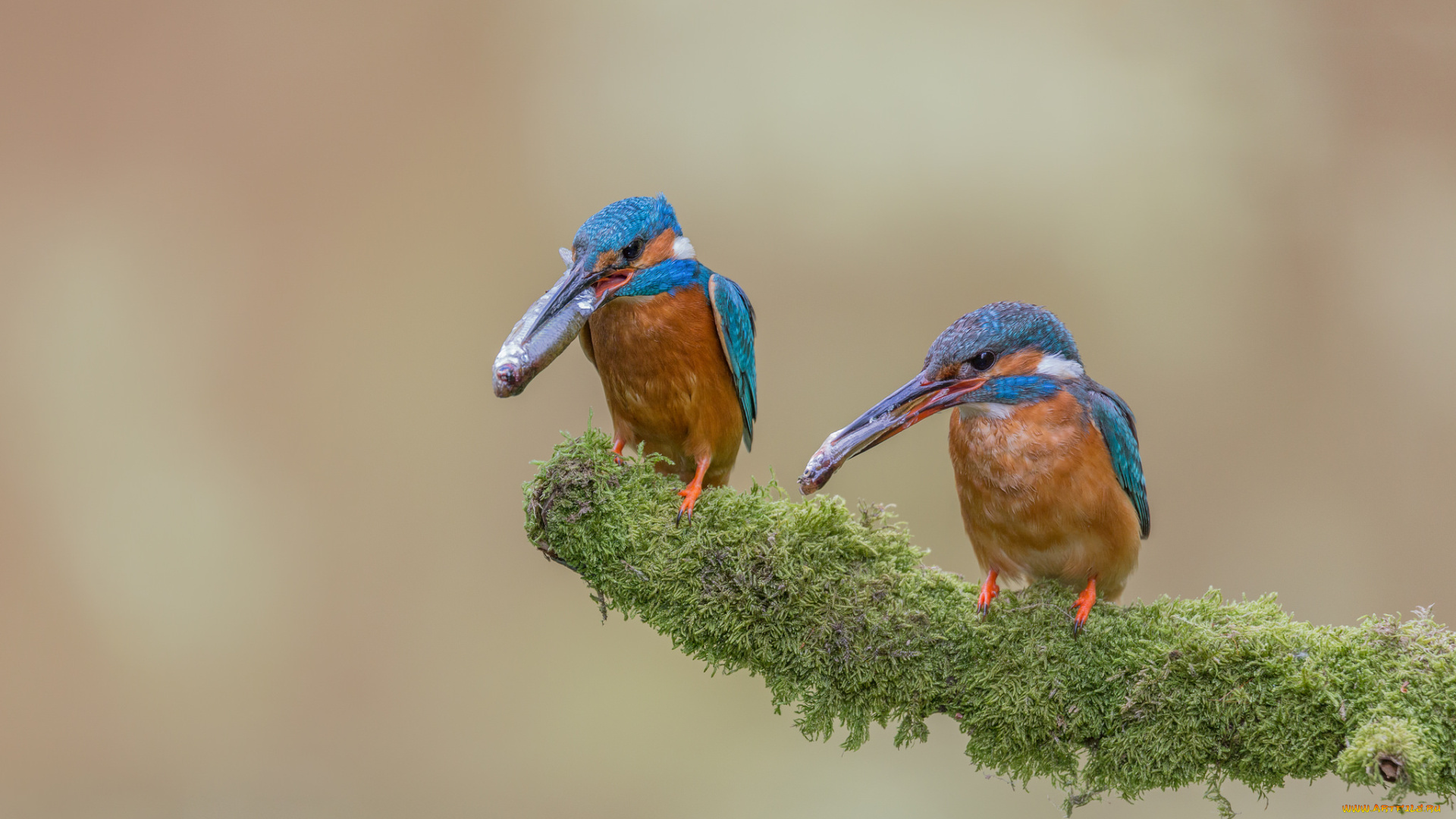 животные, зимородки, птицы, рыбки, зимородоки, мох, ветка, улов