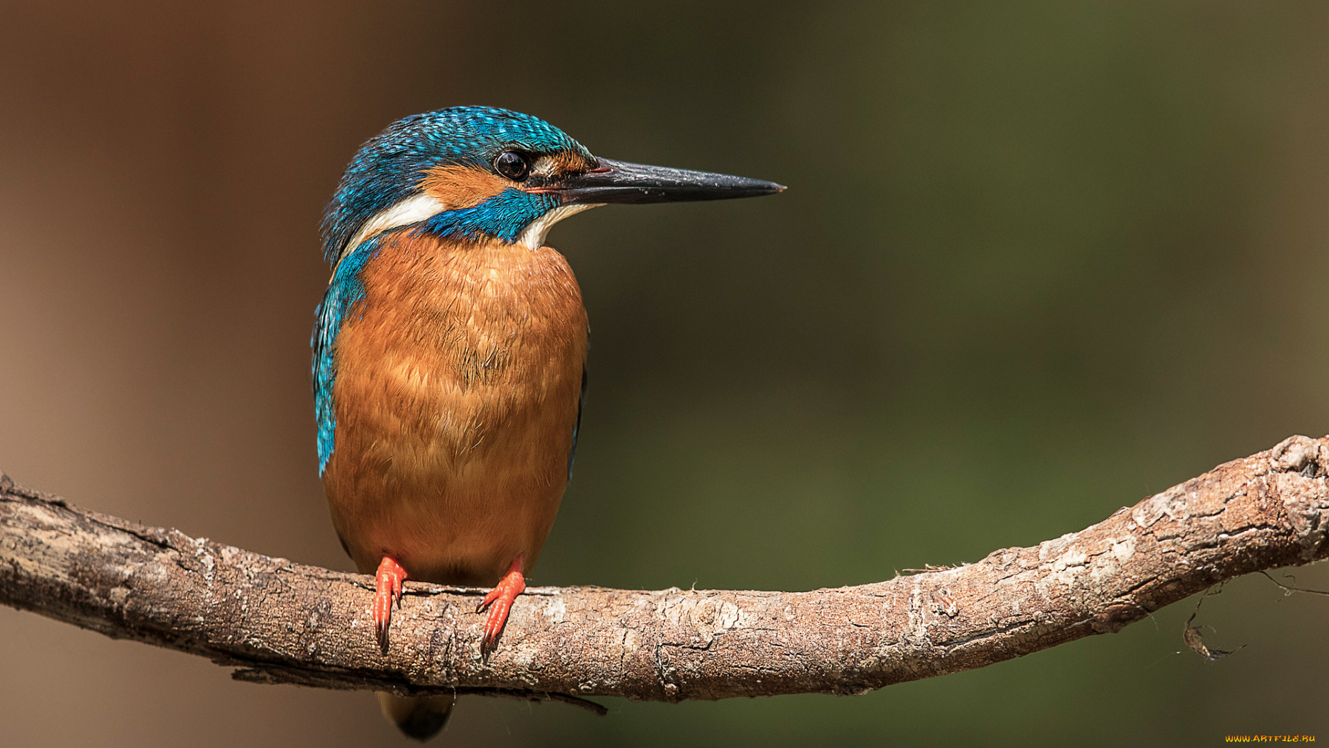 животные, зимородки, ветка