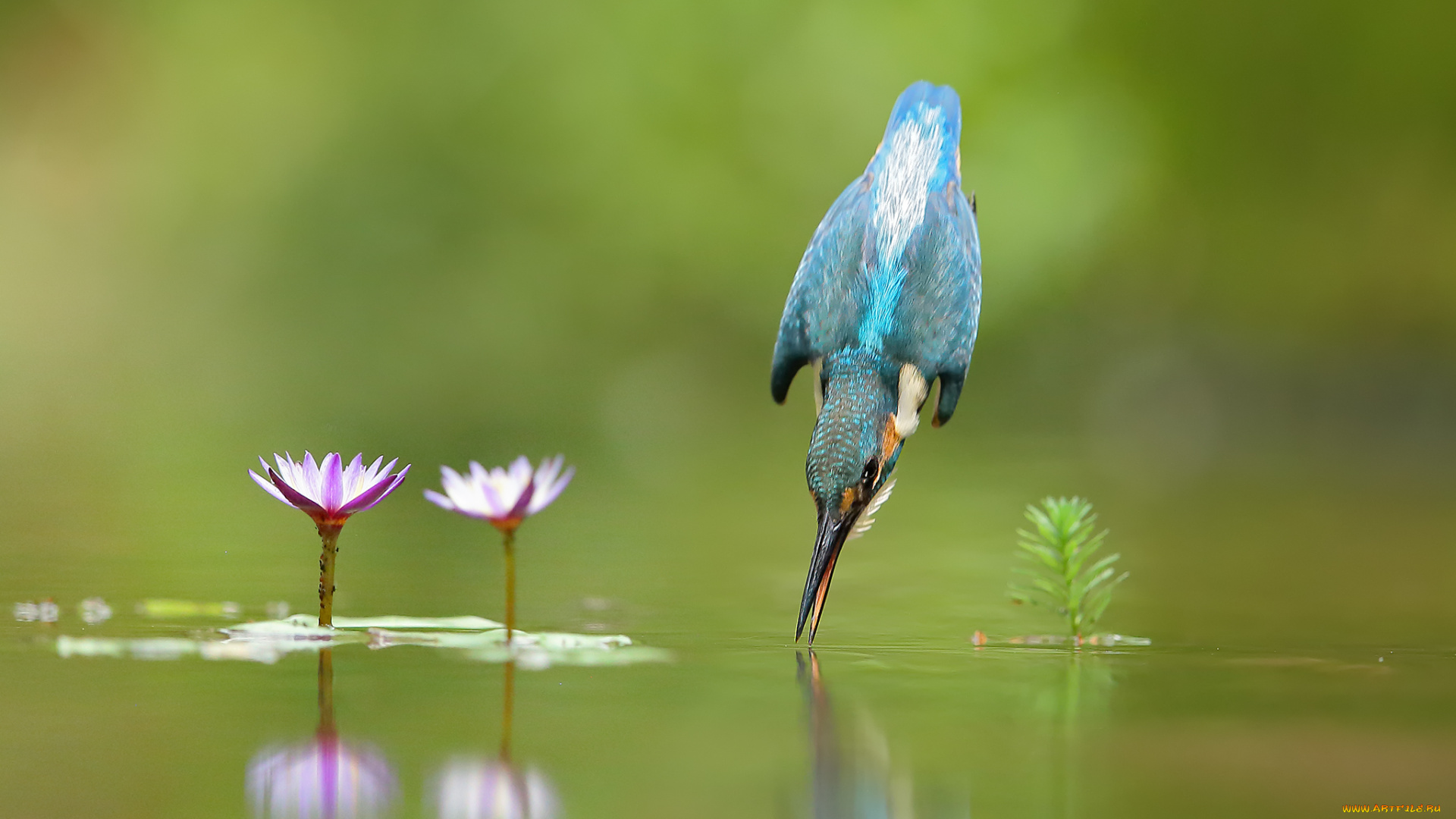 животные, зимородки, зимородок, птица, вода, полет, капли