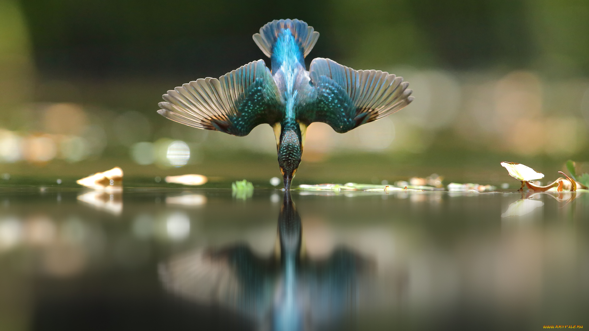 животные, зимородки, зимородок, вода, капли, полет, птица