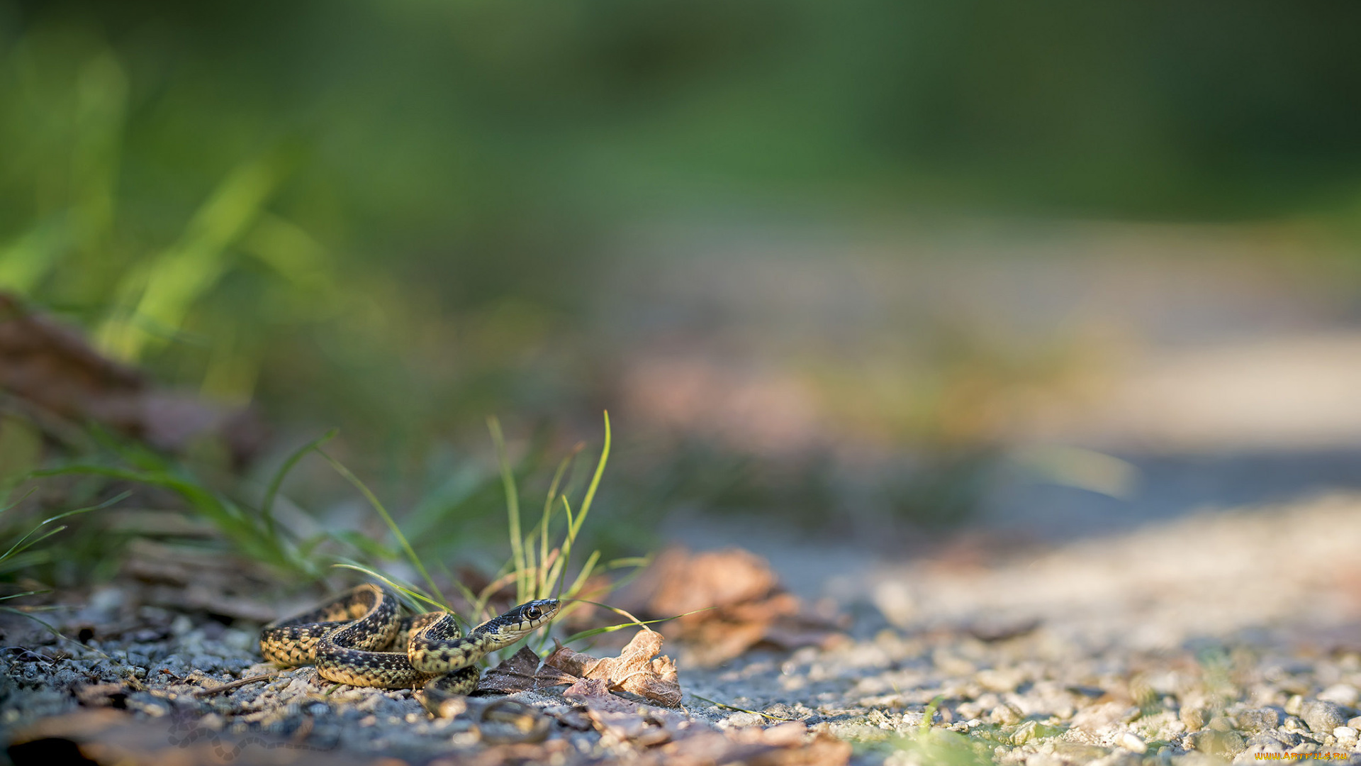 животные, змеи, , питоны, , кобры, макро, опасна, фон, окрас, змея