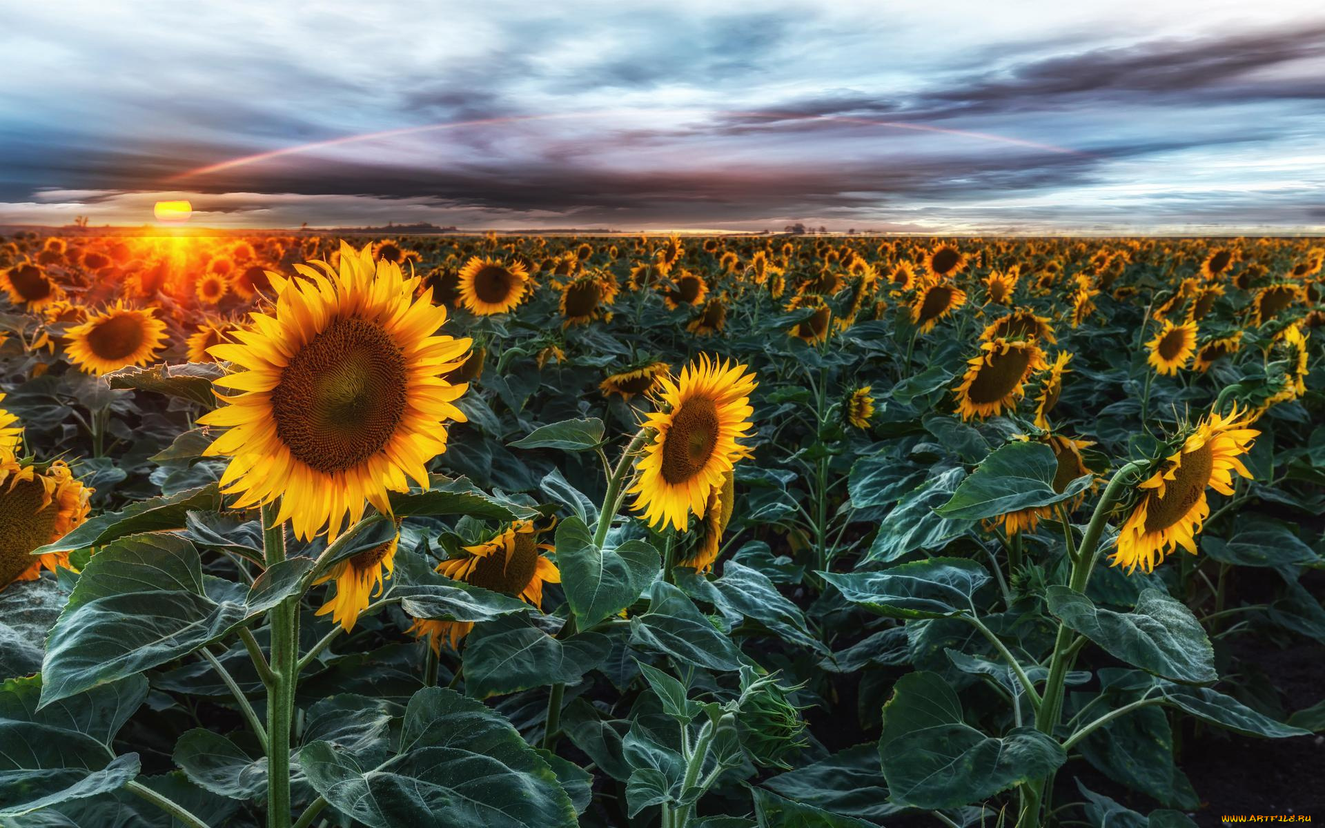цветы, подсолнухи, пейзаж, небо, поле, закат