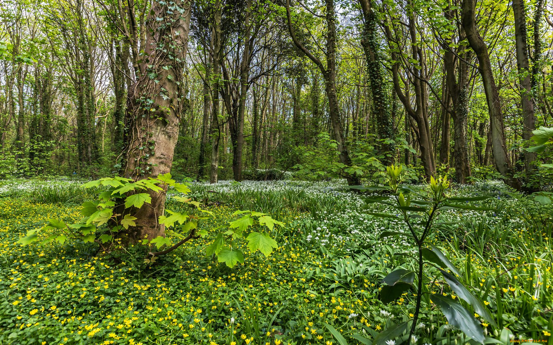 природа, лес, цветы, деревья