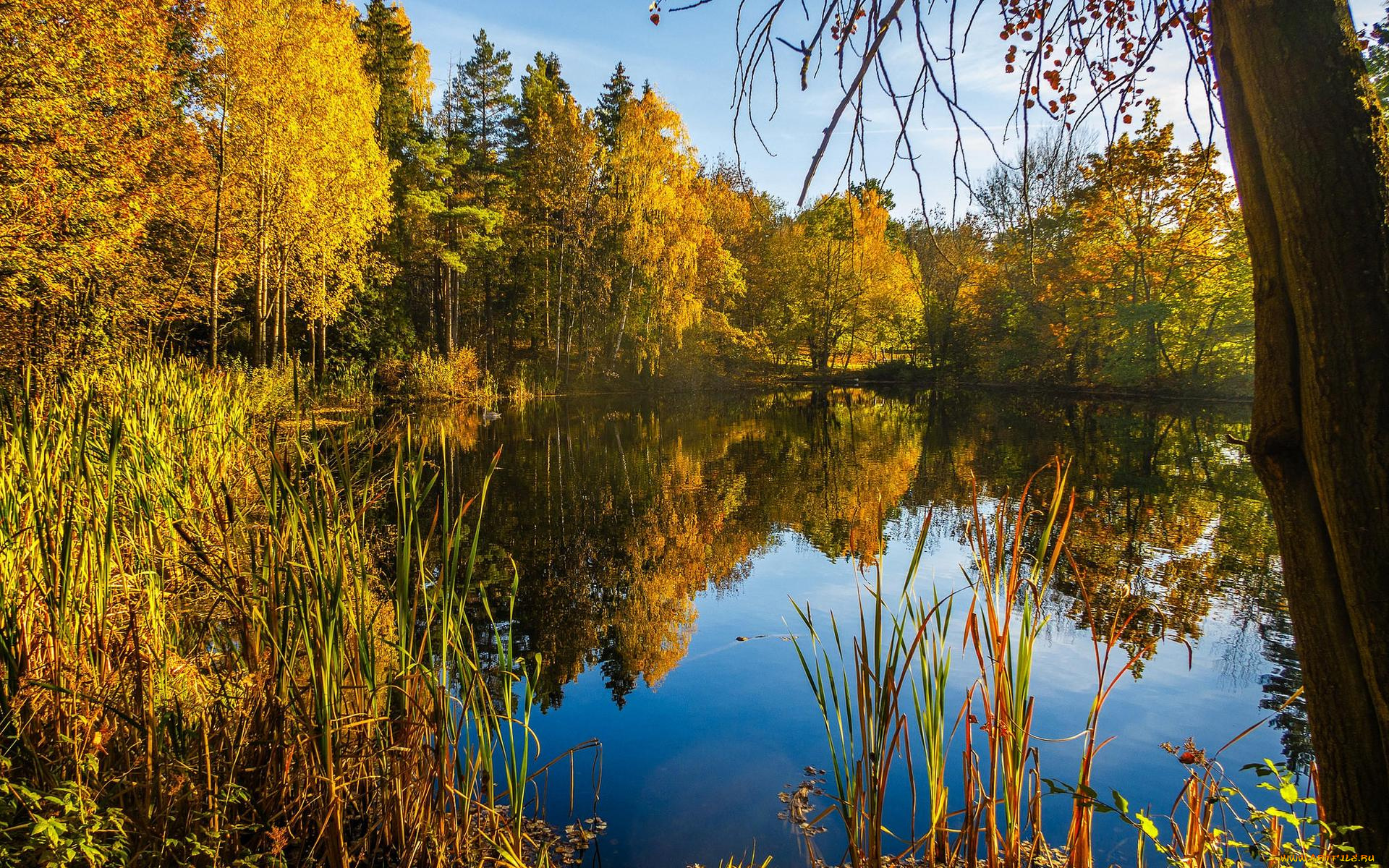 природа, реки, озера, лес, озеро, цветы, деревья