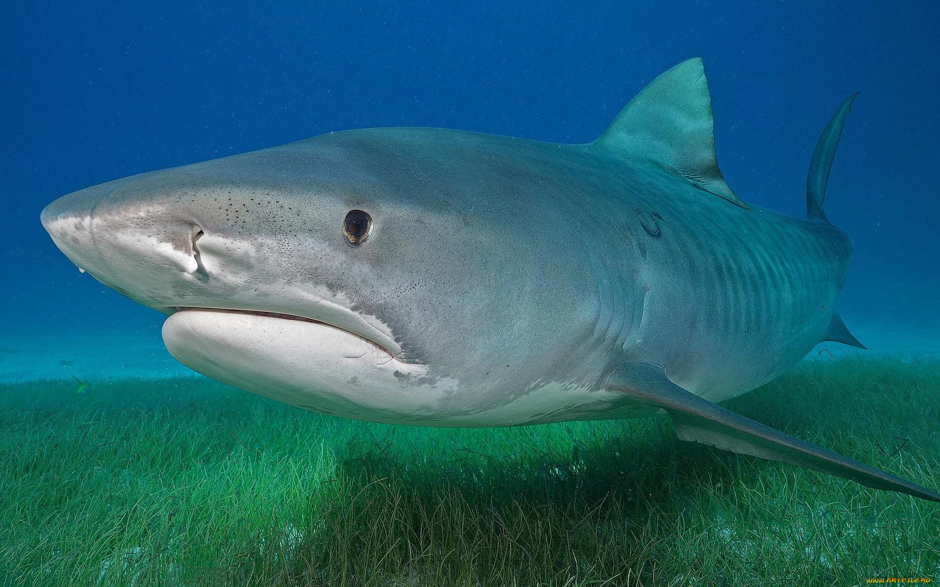животные, акулы, море, акула