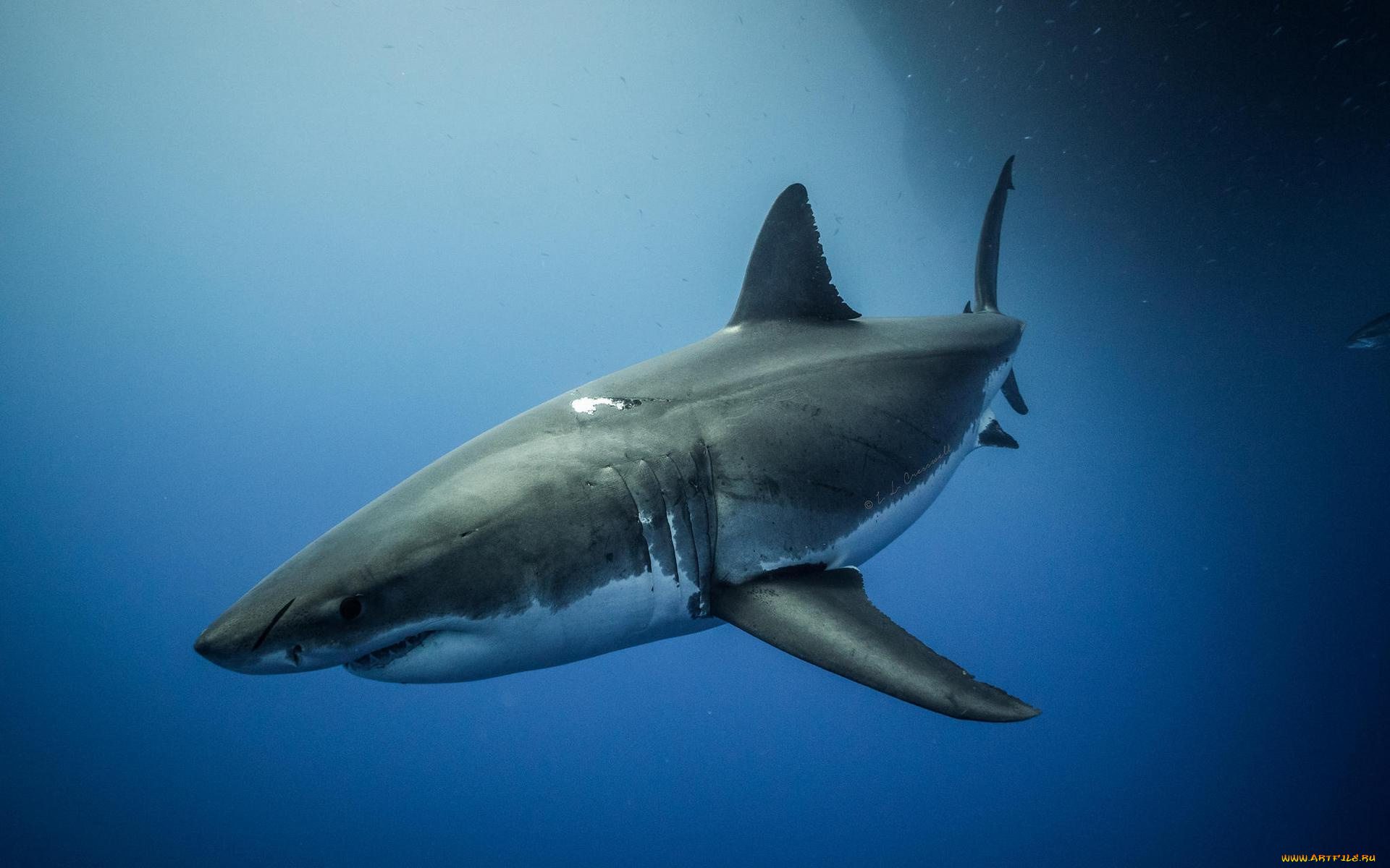 животные, акулы, море, акула