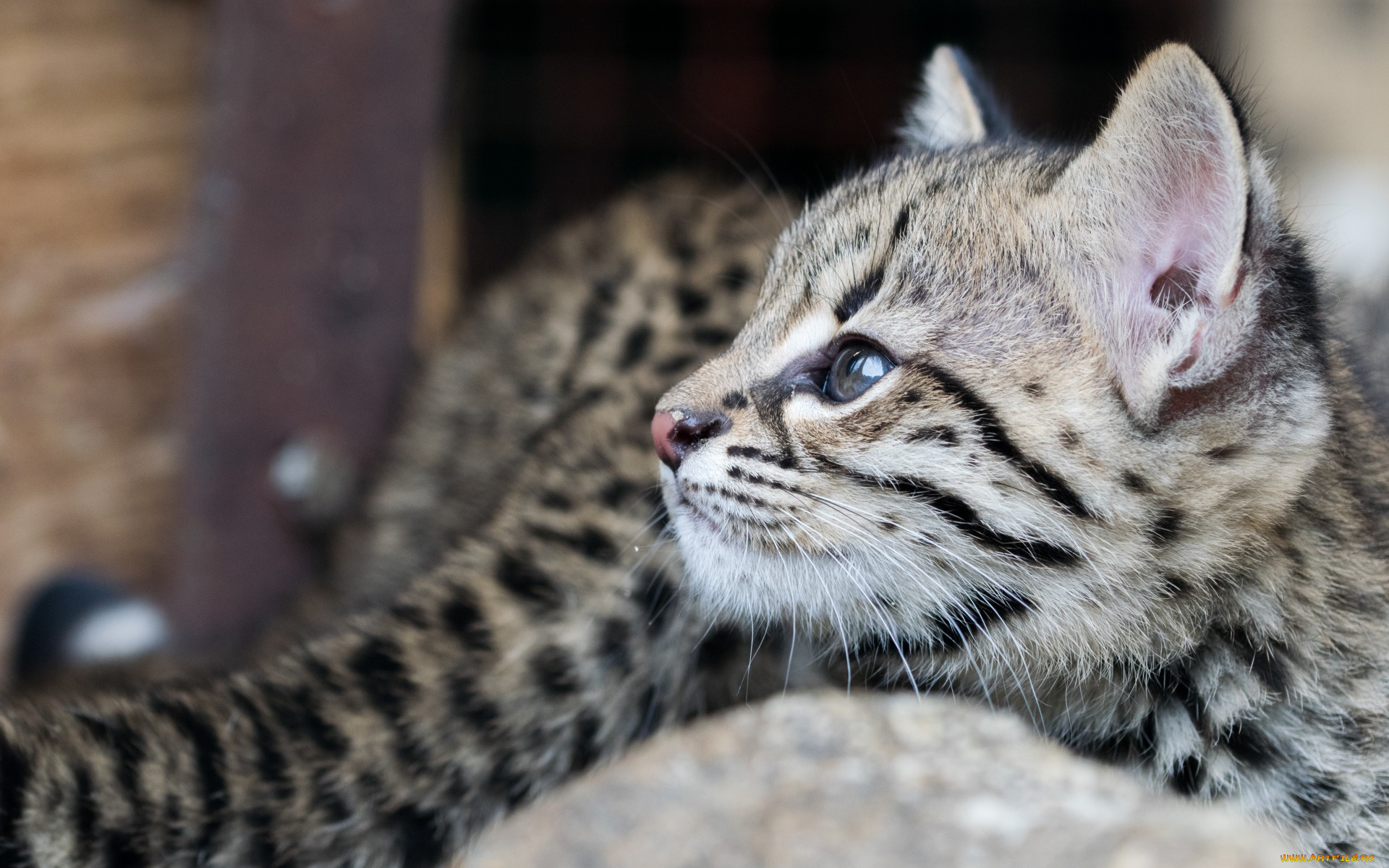 животные, коты, морда