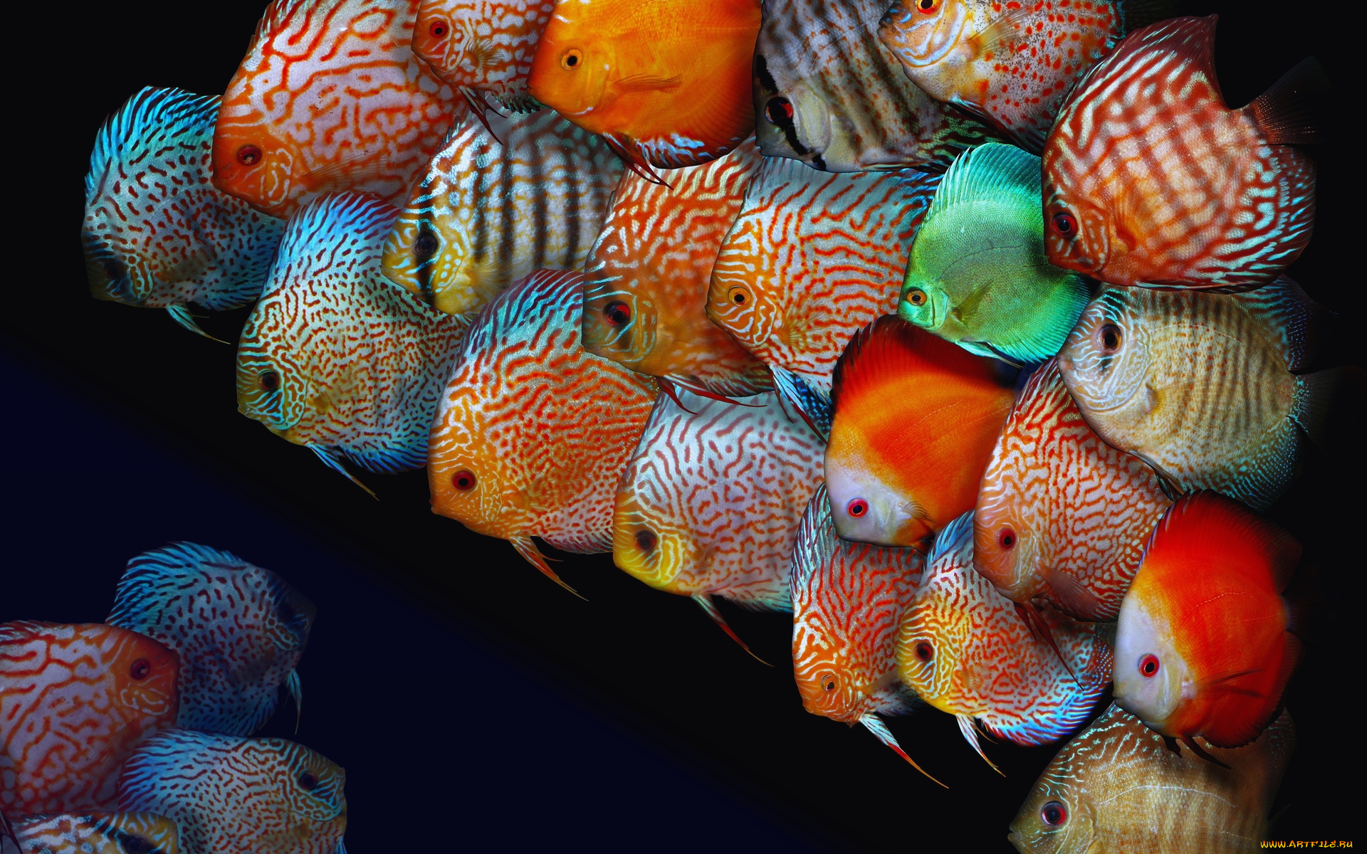животные, рыбы, рыбки
