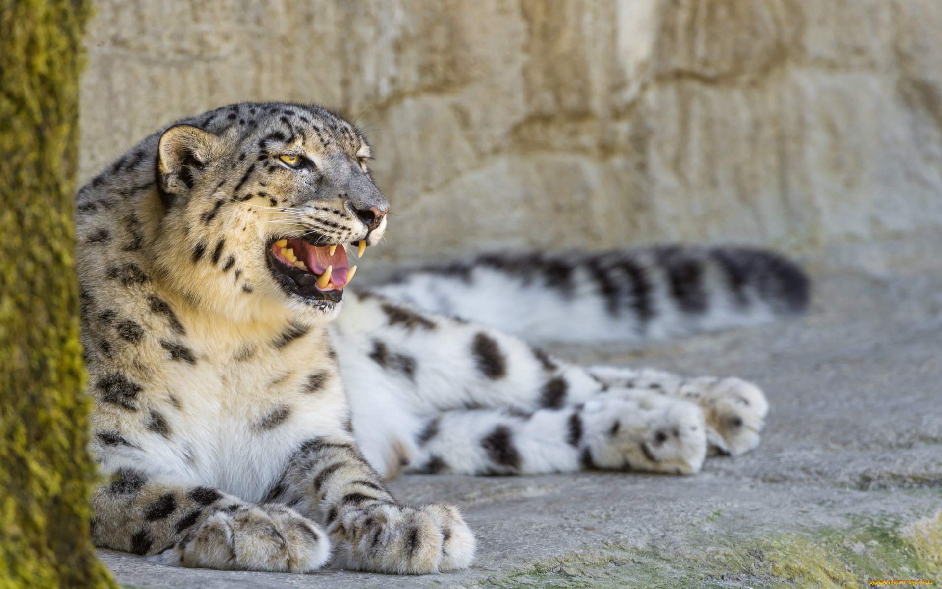 животные, снежный, барс, , ирбис, отдых