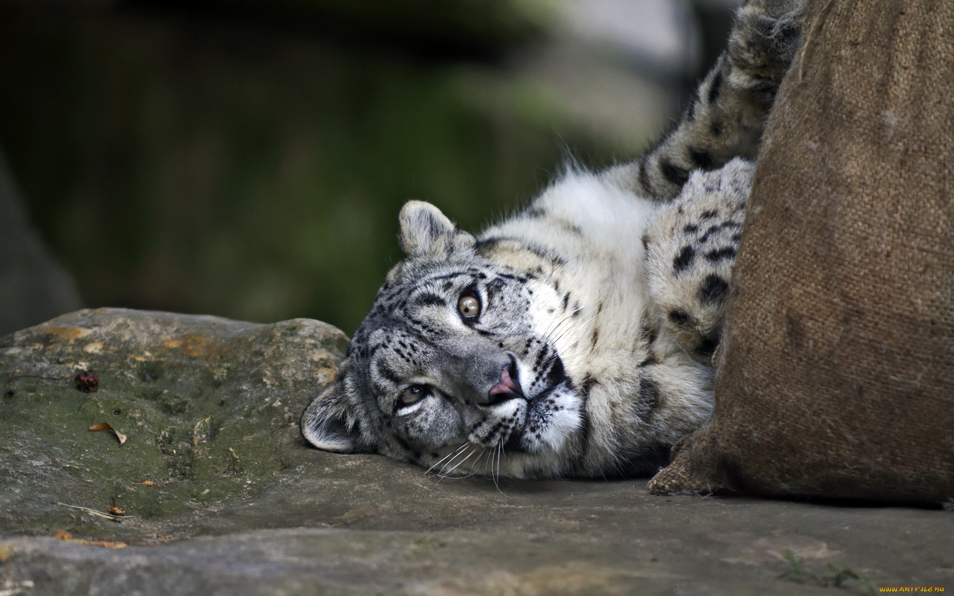 животные, снежный, барс, , ирбис, взгляд