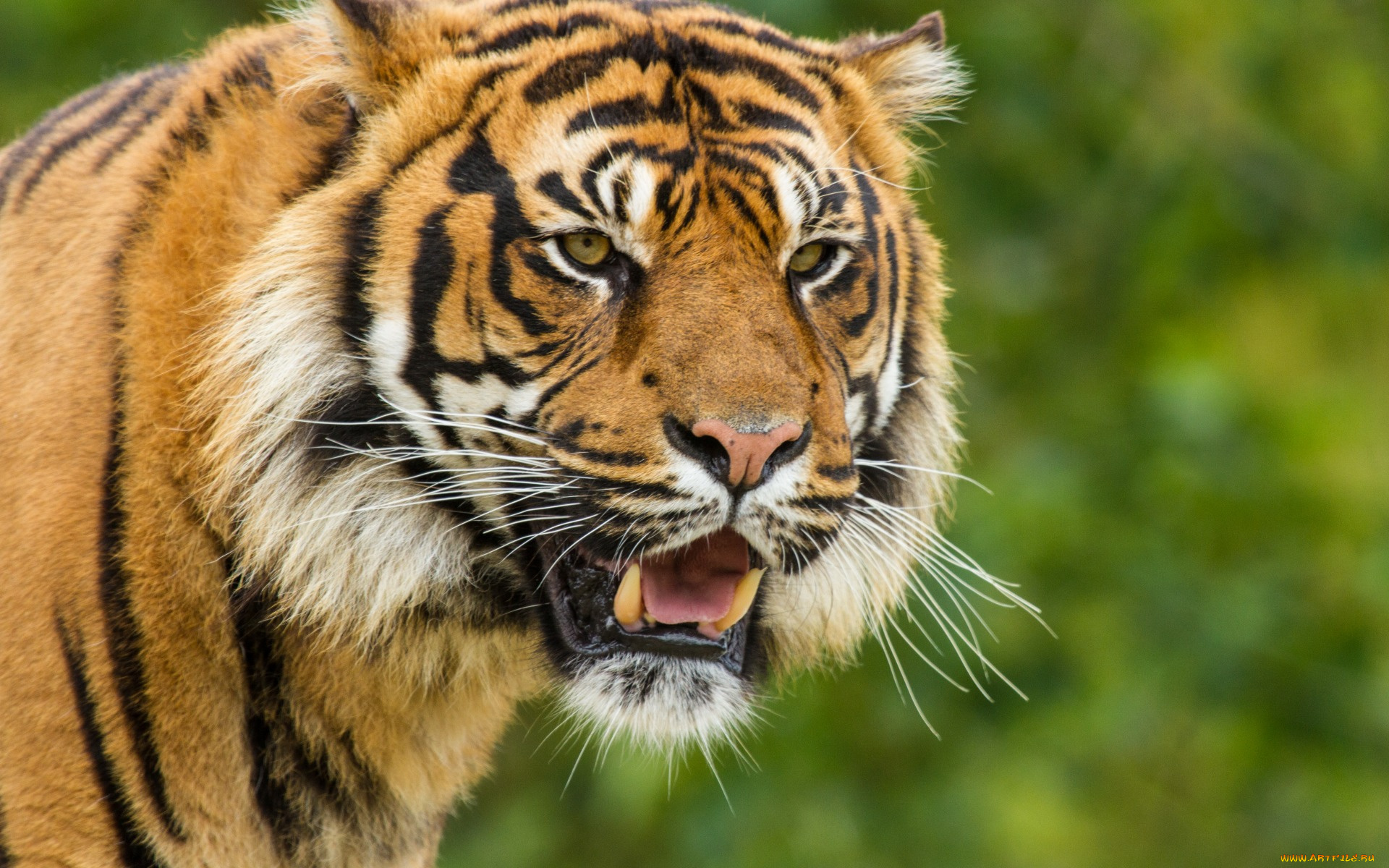 животные, тигры, морда