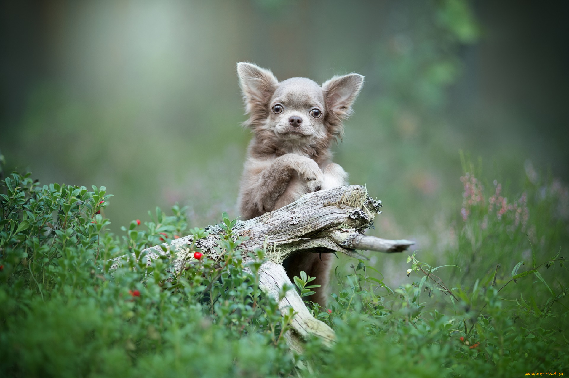 животные, собаки, животное, порода, шерсть, окрас, собака