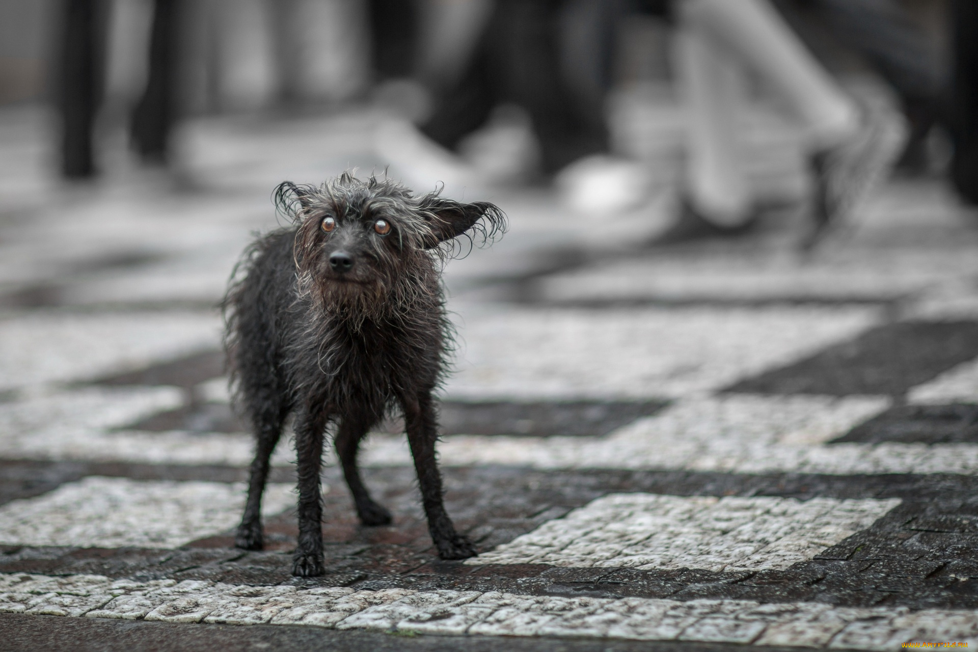 животные, собаки, улица