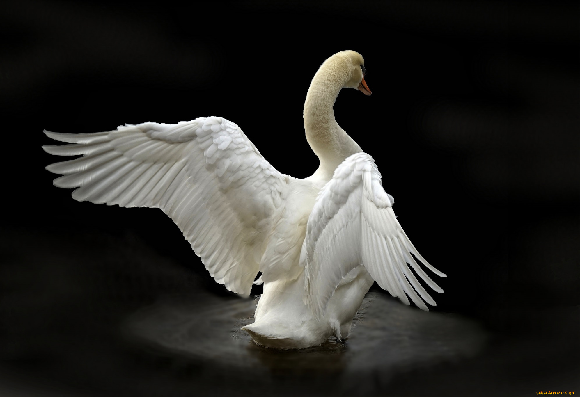 животные, лебеди, птичка