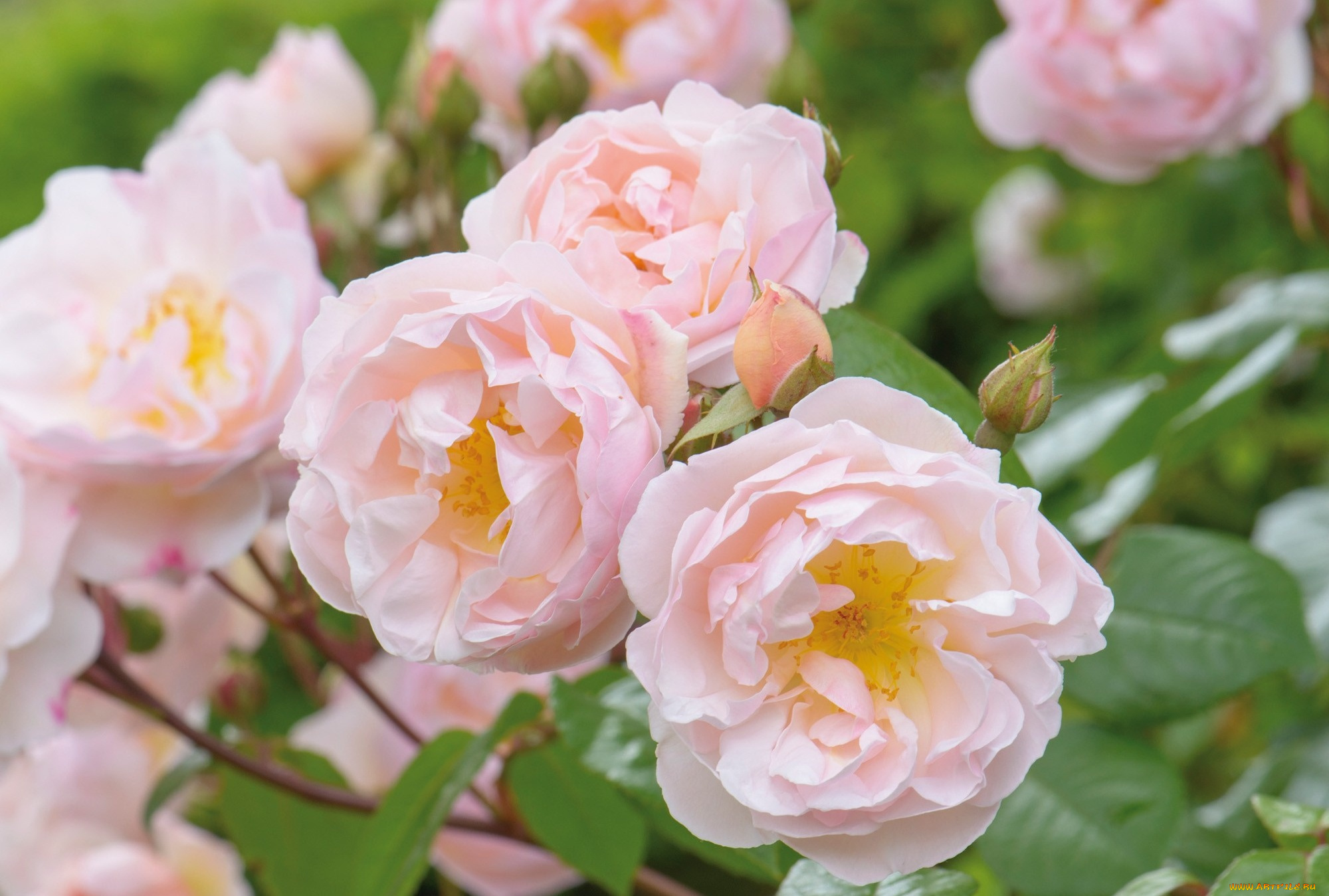 цветы, розы, розовый, нежность, куст