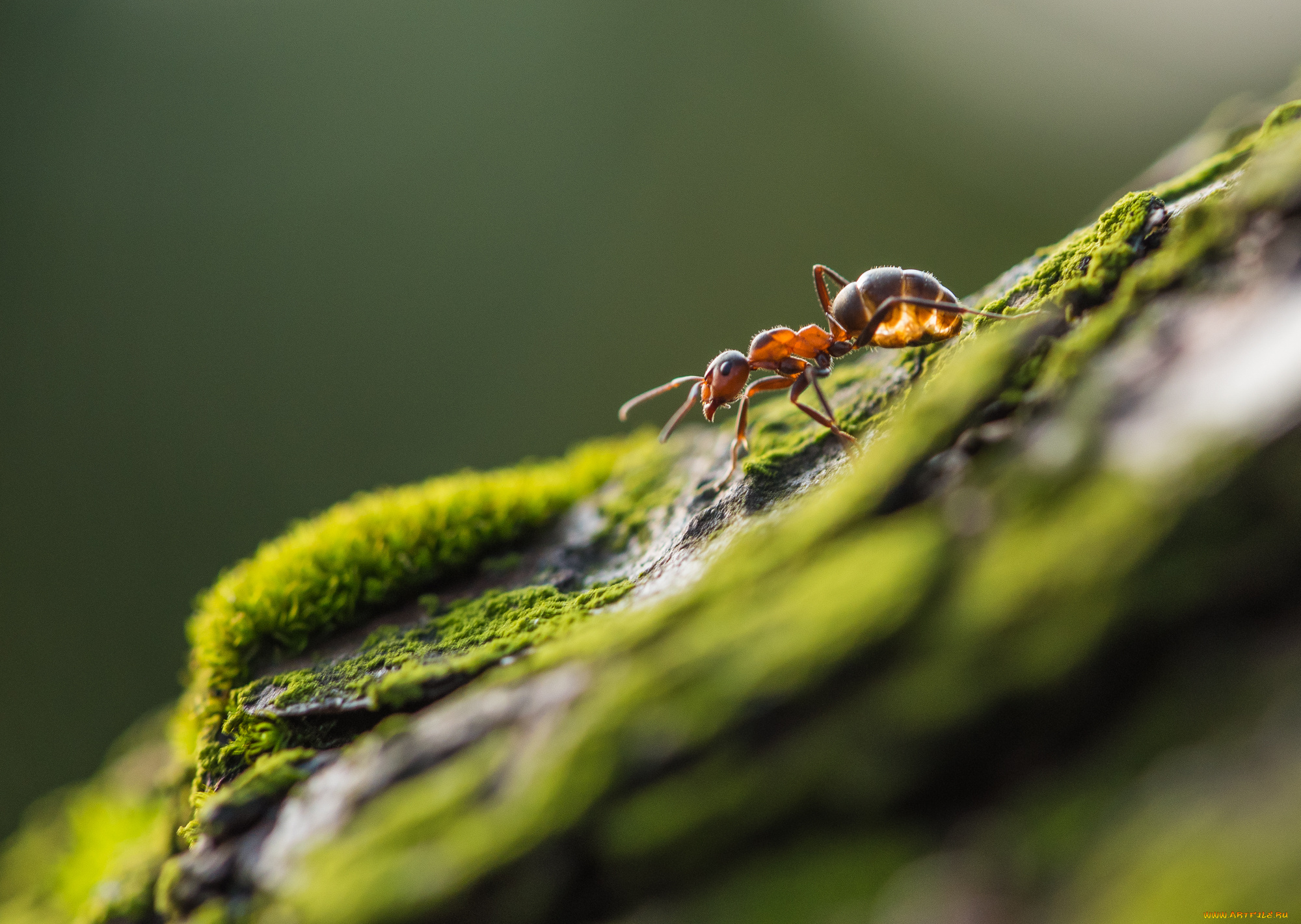 животные, муравьеды, природа, макро, мох, камень, муравей
