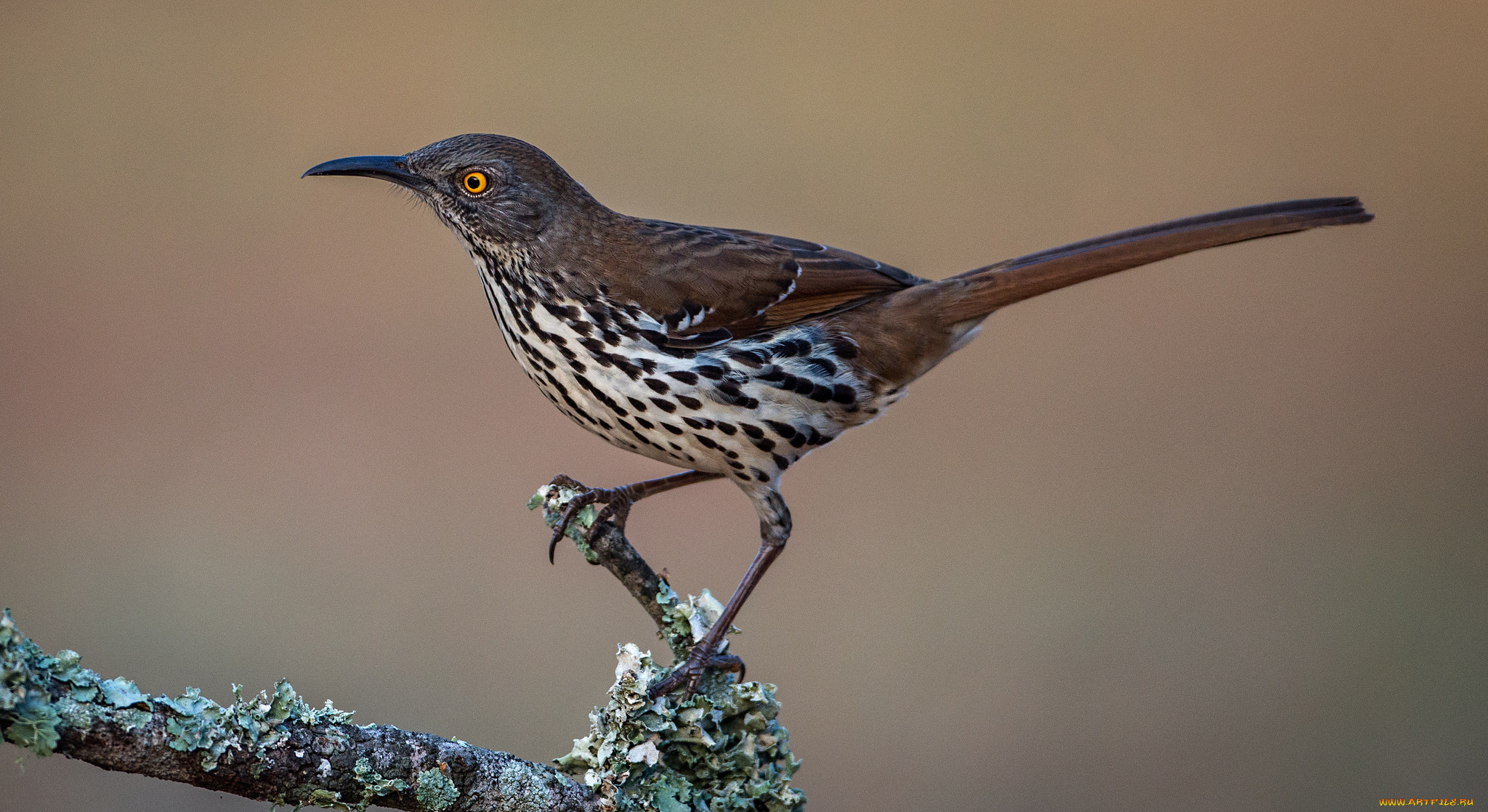 животные, птицы, птичка