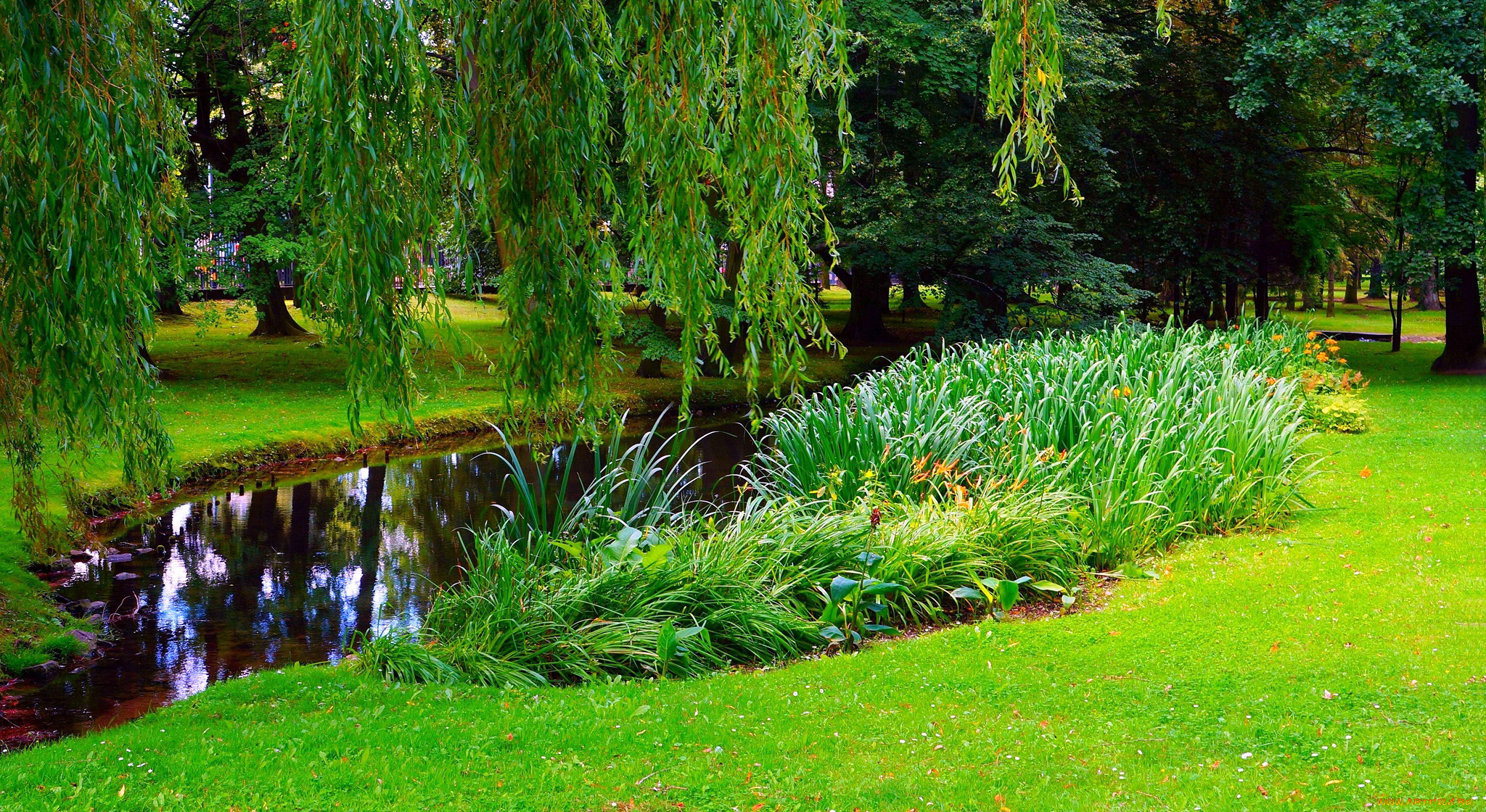 природа, парк, ивы, водоем, лужайка