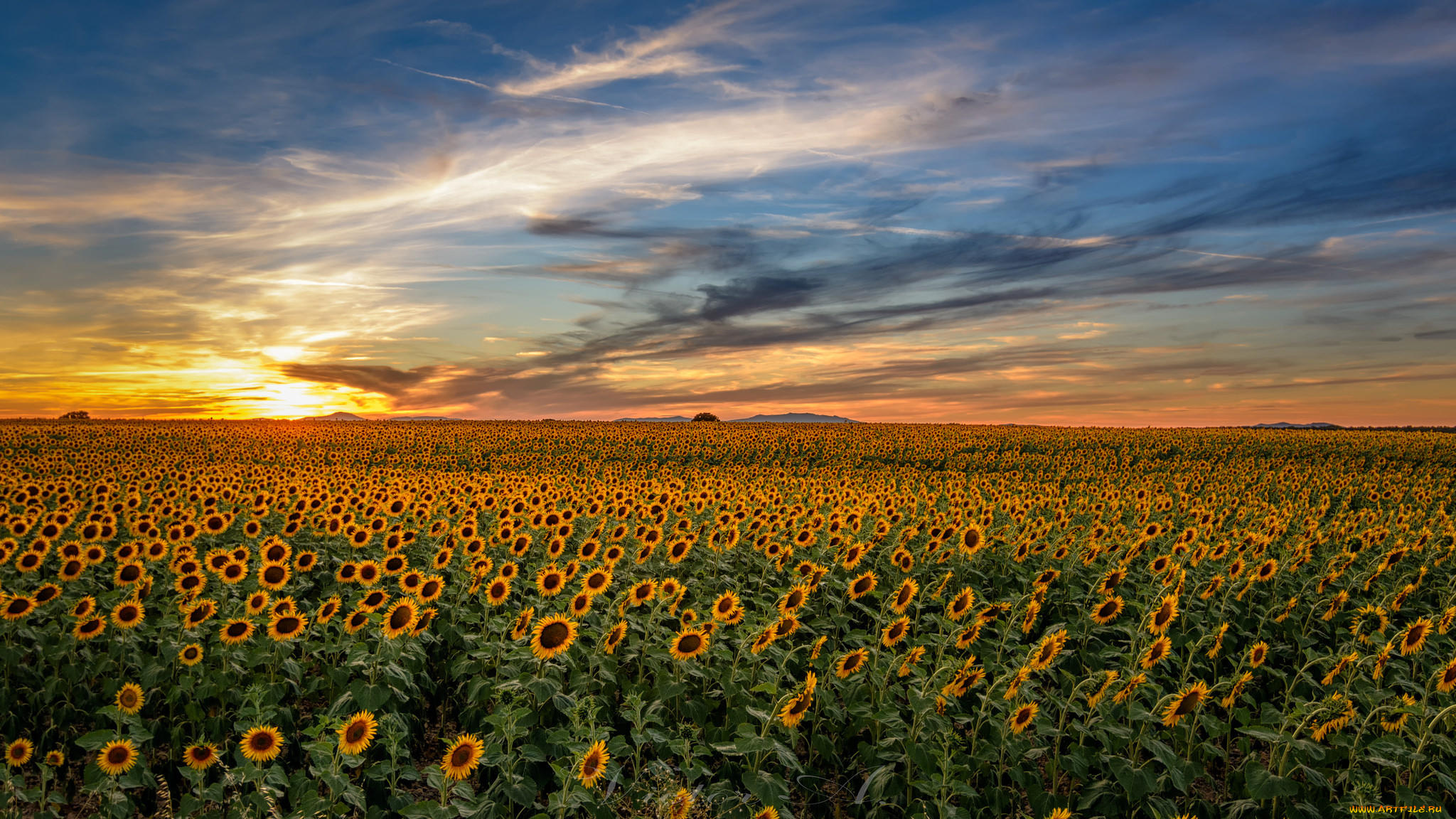 цветы, подсолнухи, пейзаж, поле, закат