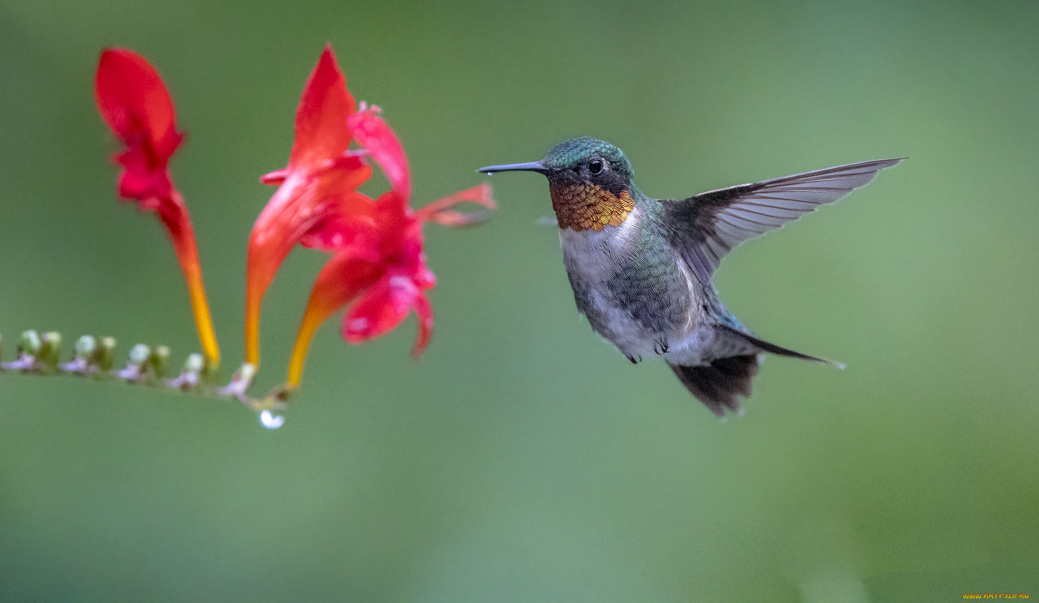животные, колибри, птичка