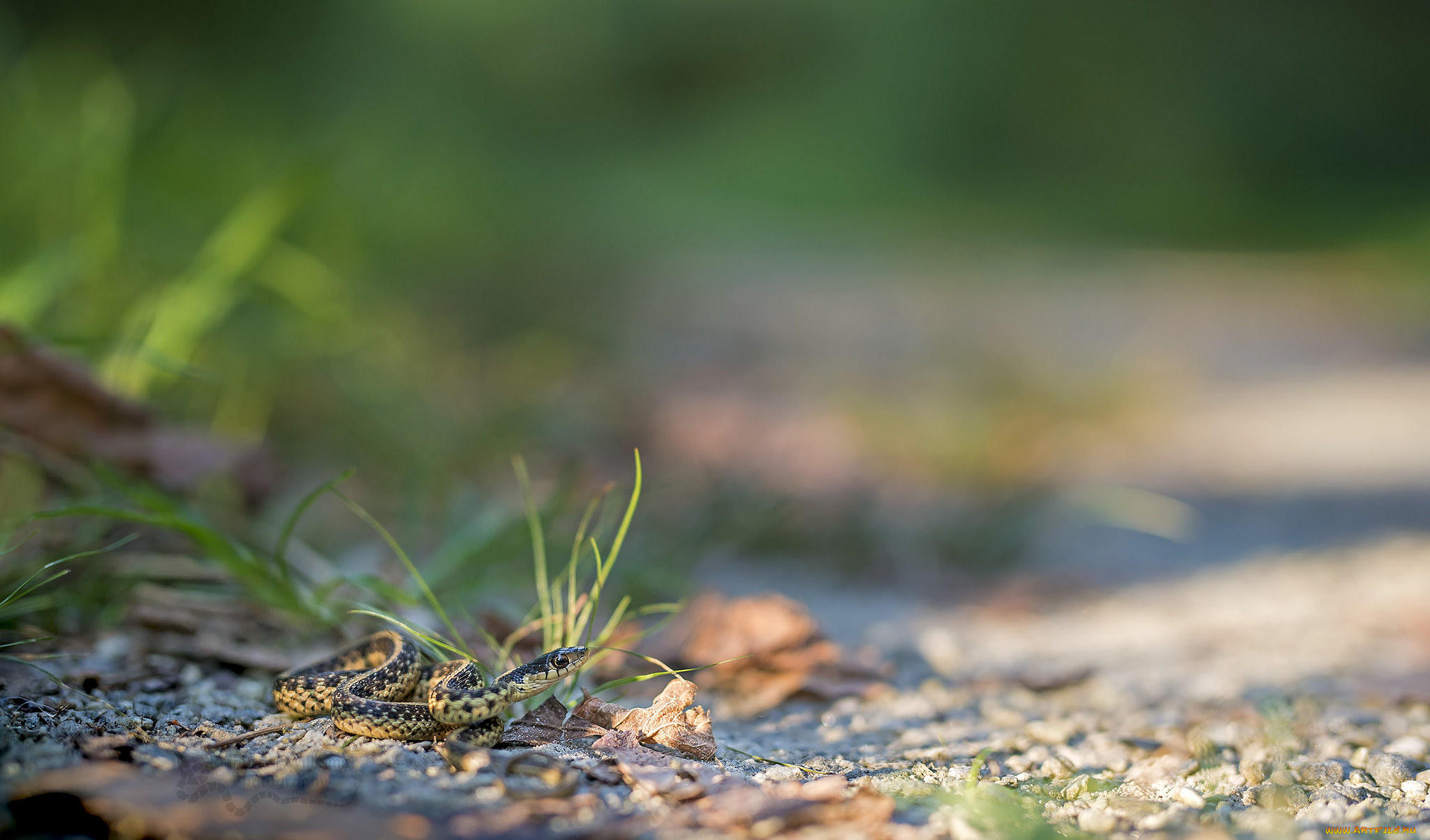 животные, змеи, , питоны, , кобры, макро, опасна, фон, окрас, змея