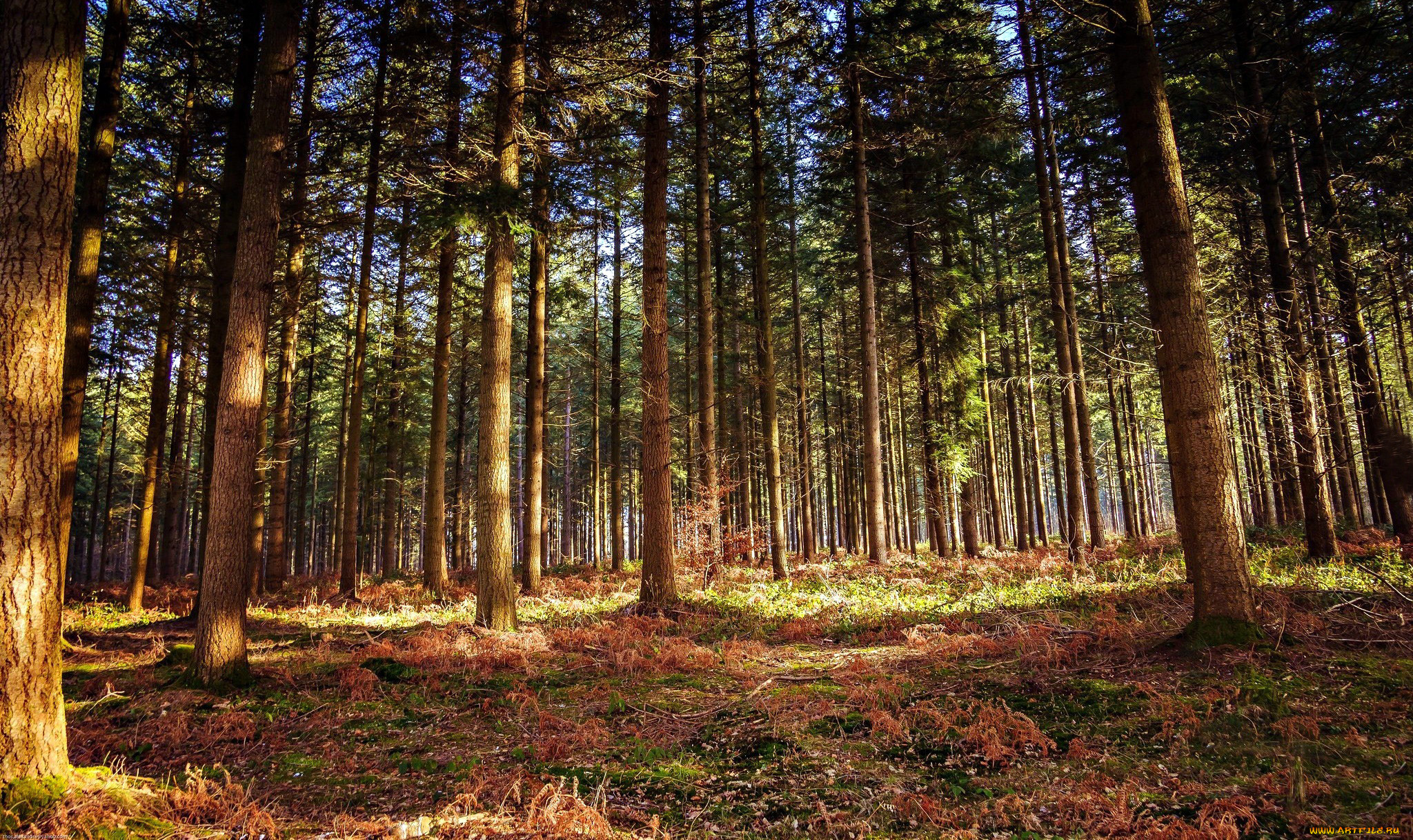 природа, лес, бор, сосновый