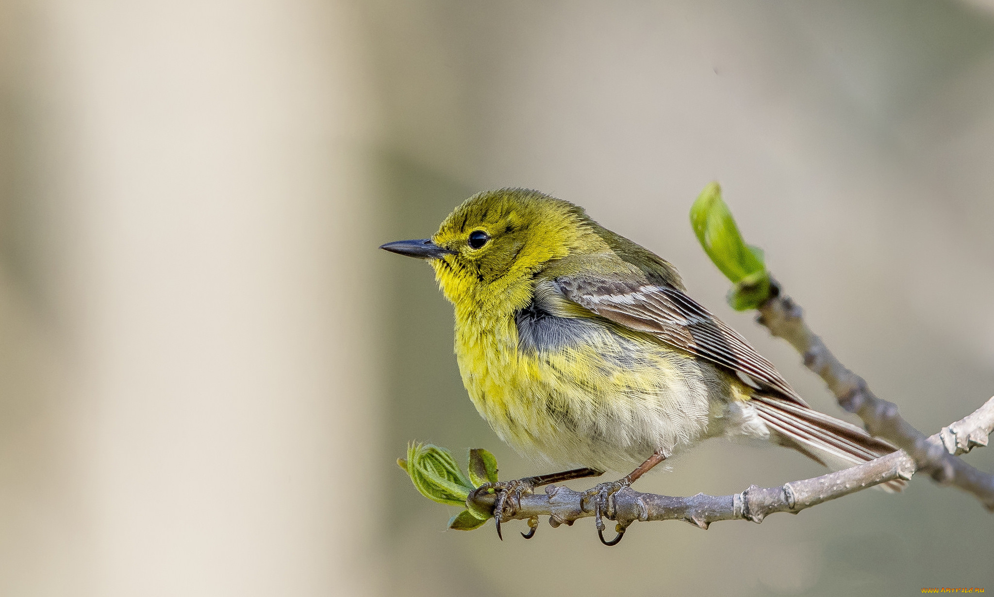 животные, птицы, птичка
