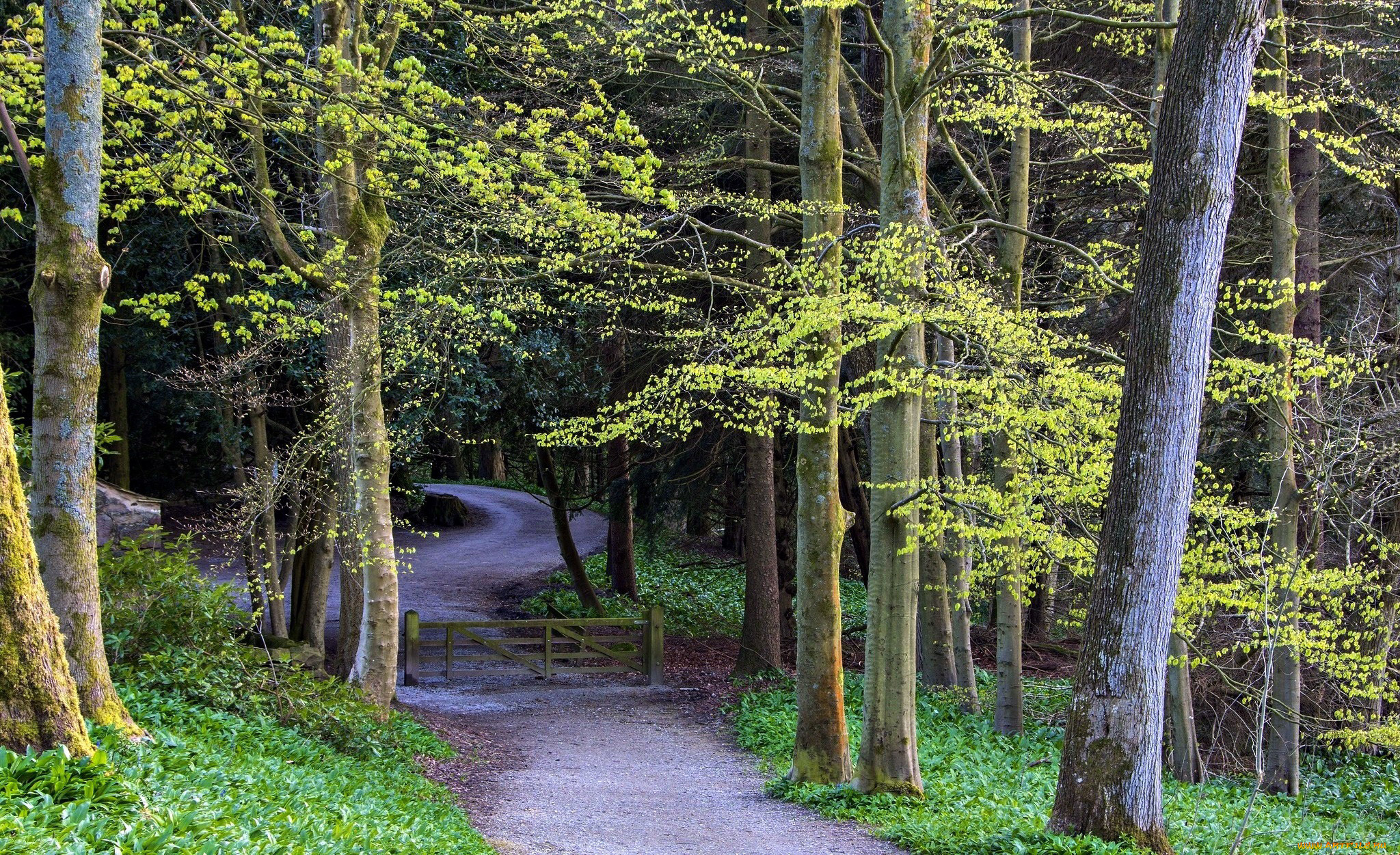 природа, дороги, деревья, калитка, дорога