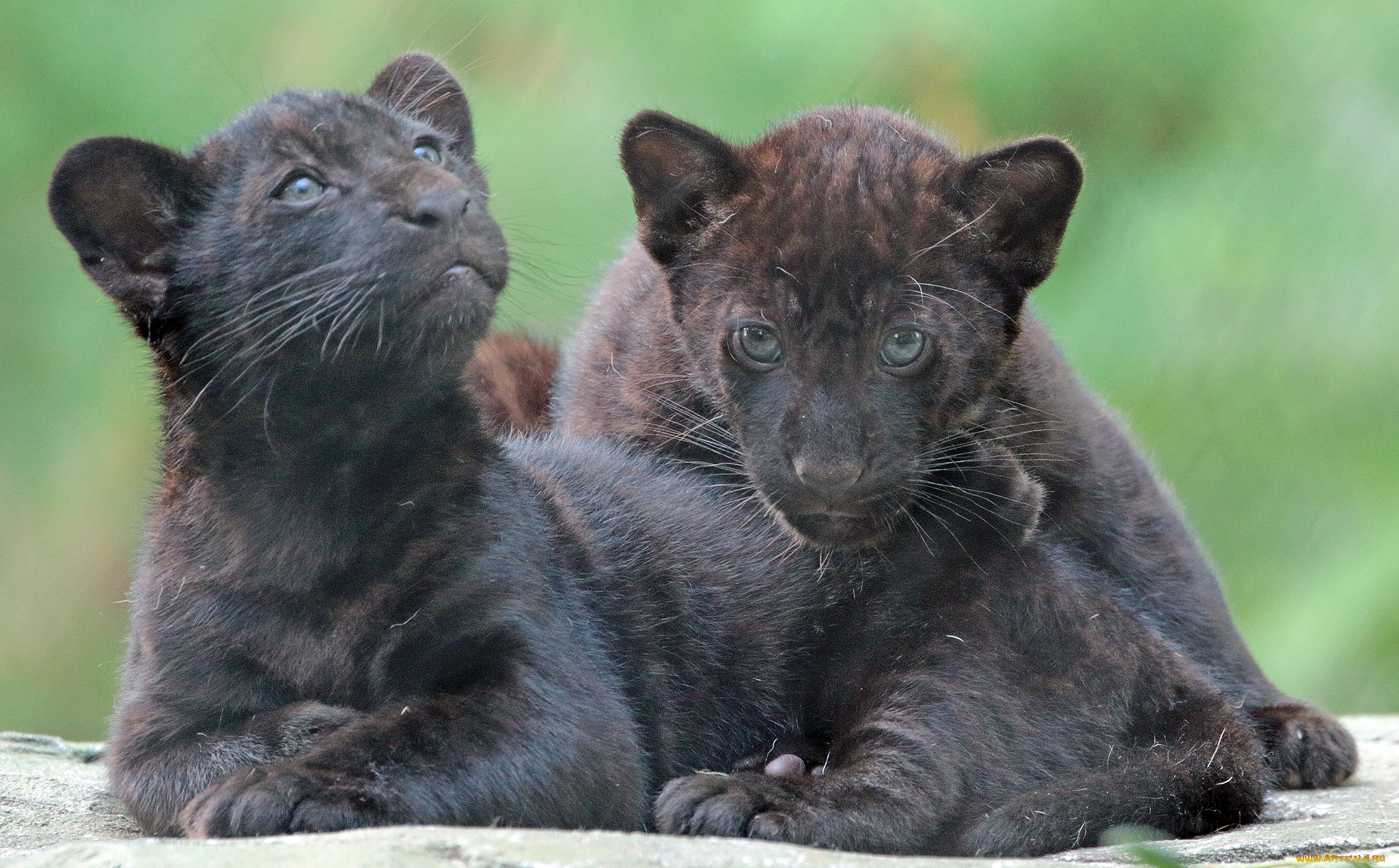 животные, Ягуары, ягуары, природа, черные, малыши