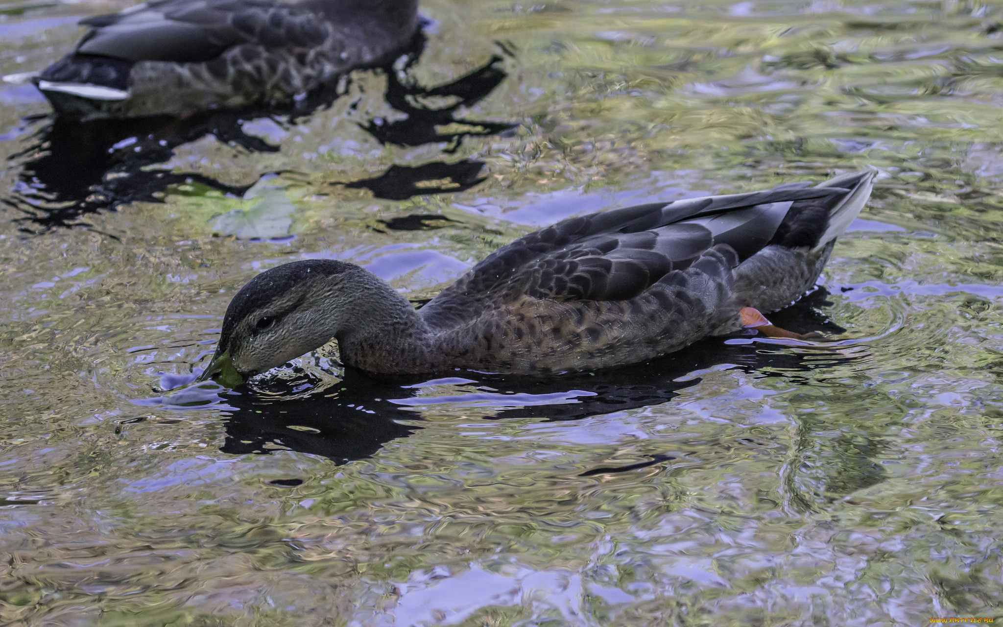 животные, утки, природа, вода, озеро, птицы