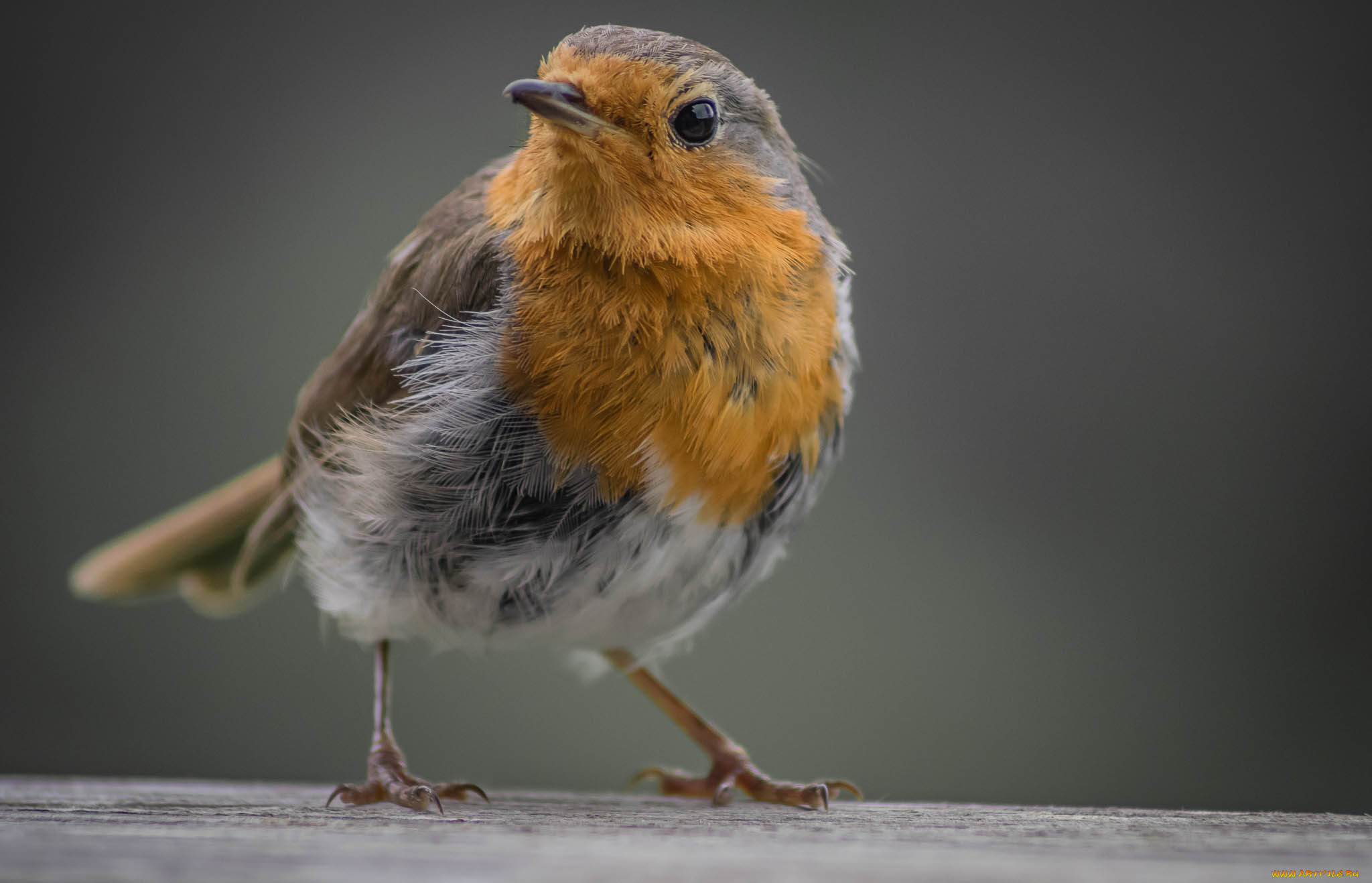 животные, птицы, птичка