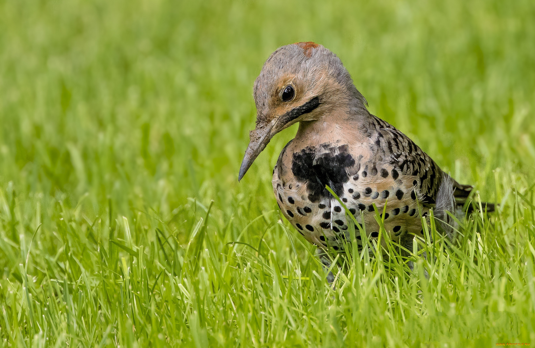 животные, птицы, птичка