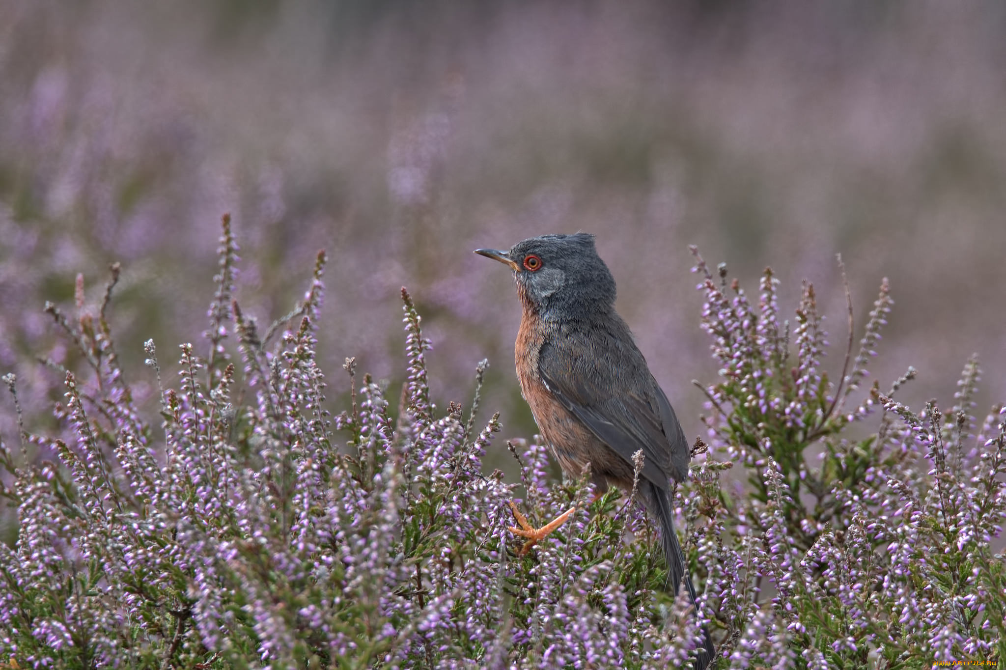 животные, птицы, забавная, окрас, перья, птица