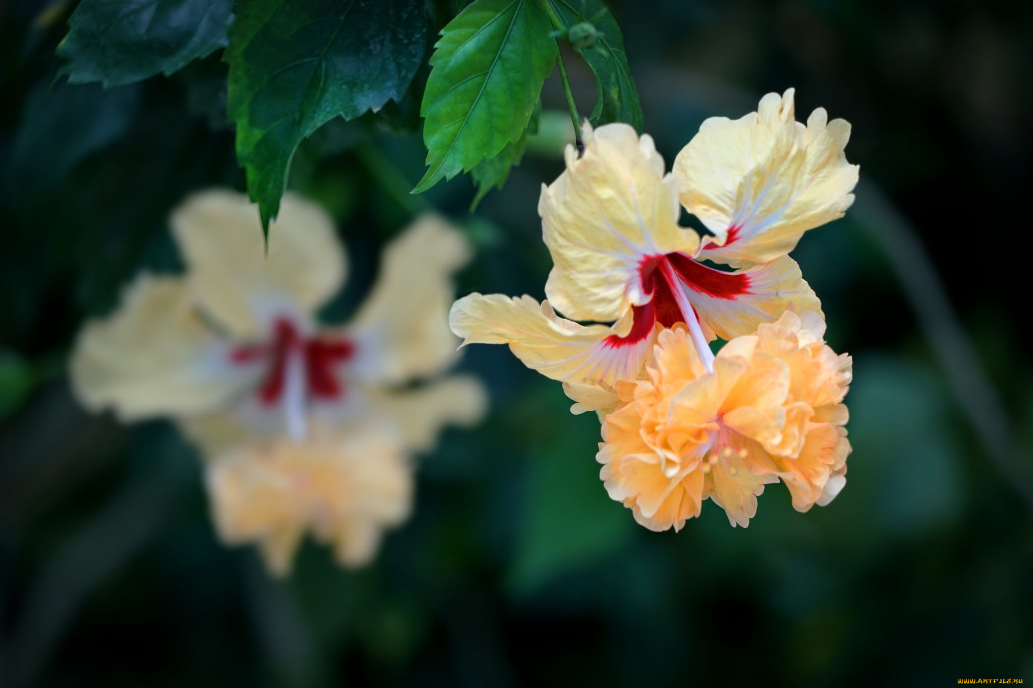 цветы, гибискусы, тычинки, цветение, ярко, лепестки, листики, гибискус