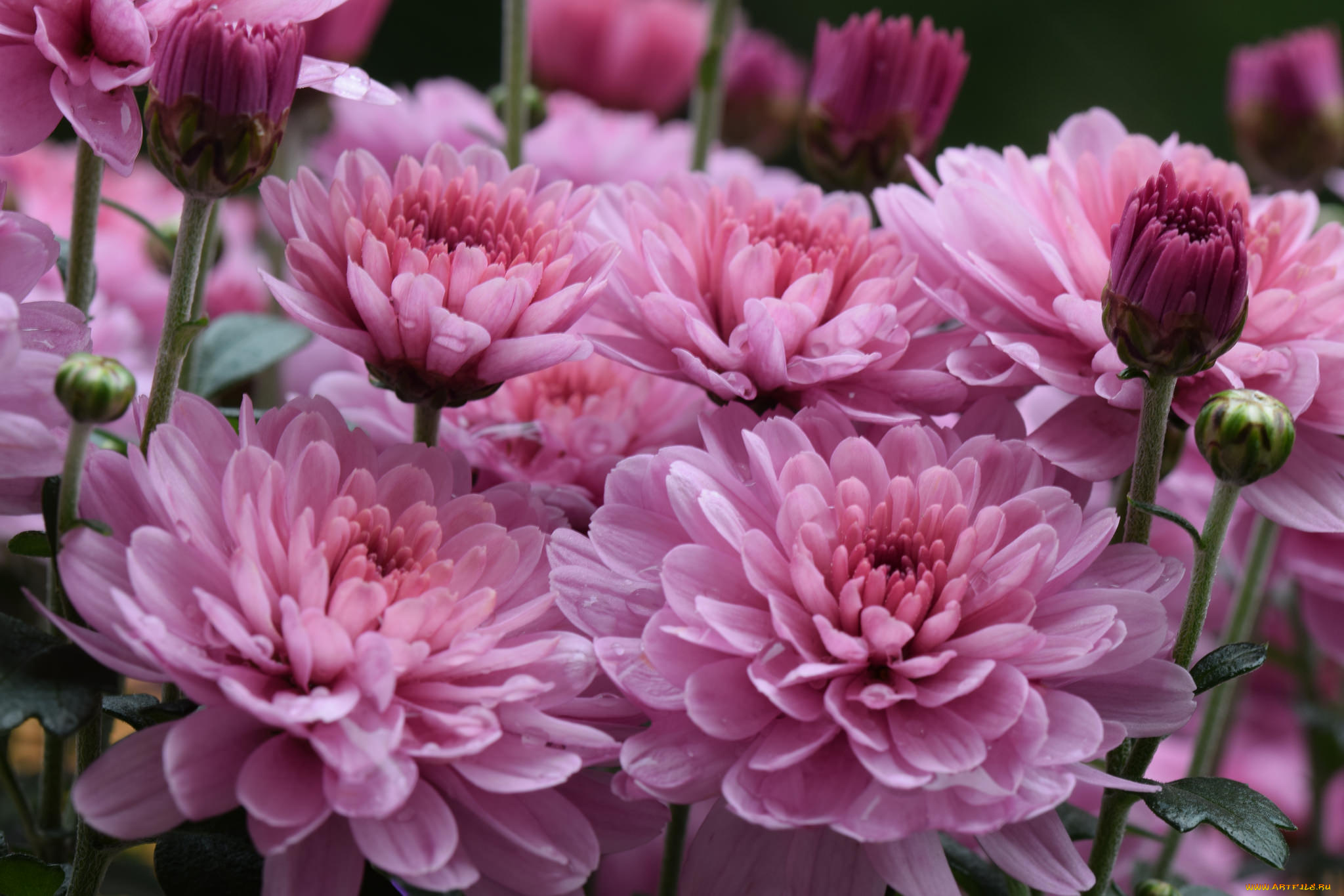 цветы, хризантемы, цветки, лепестки