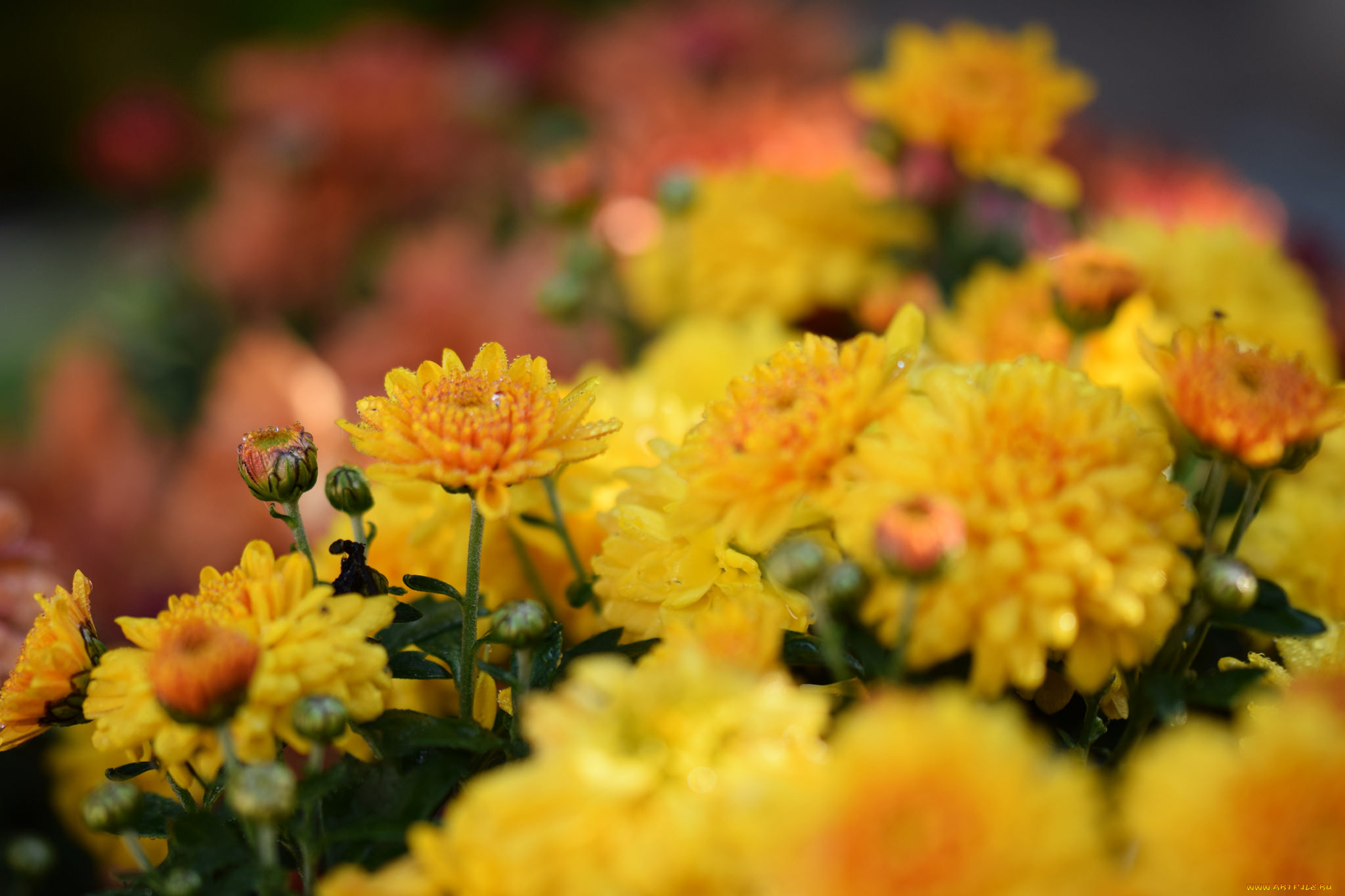 цветы, хризантемы, розовый, цветение