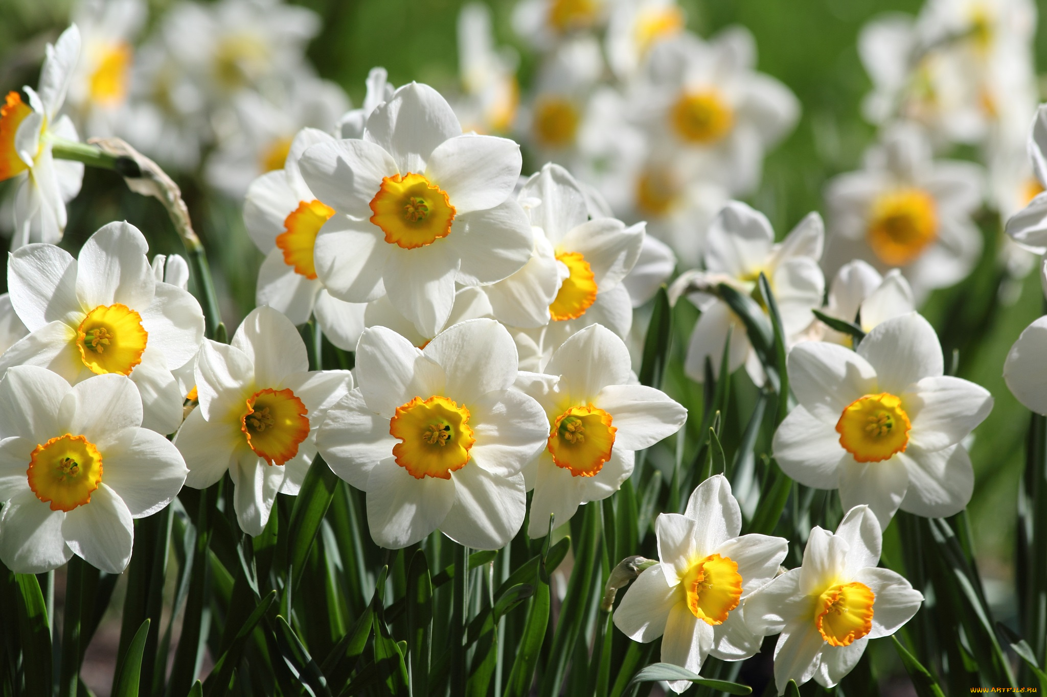 цветы, нарциссы, лепестки, цветение