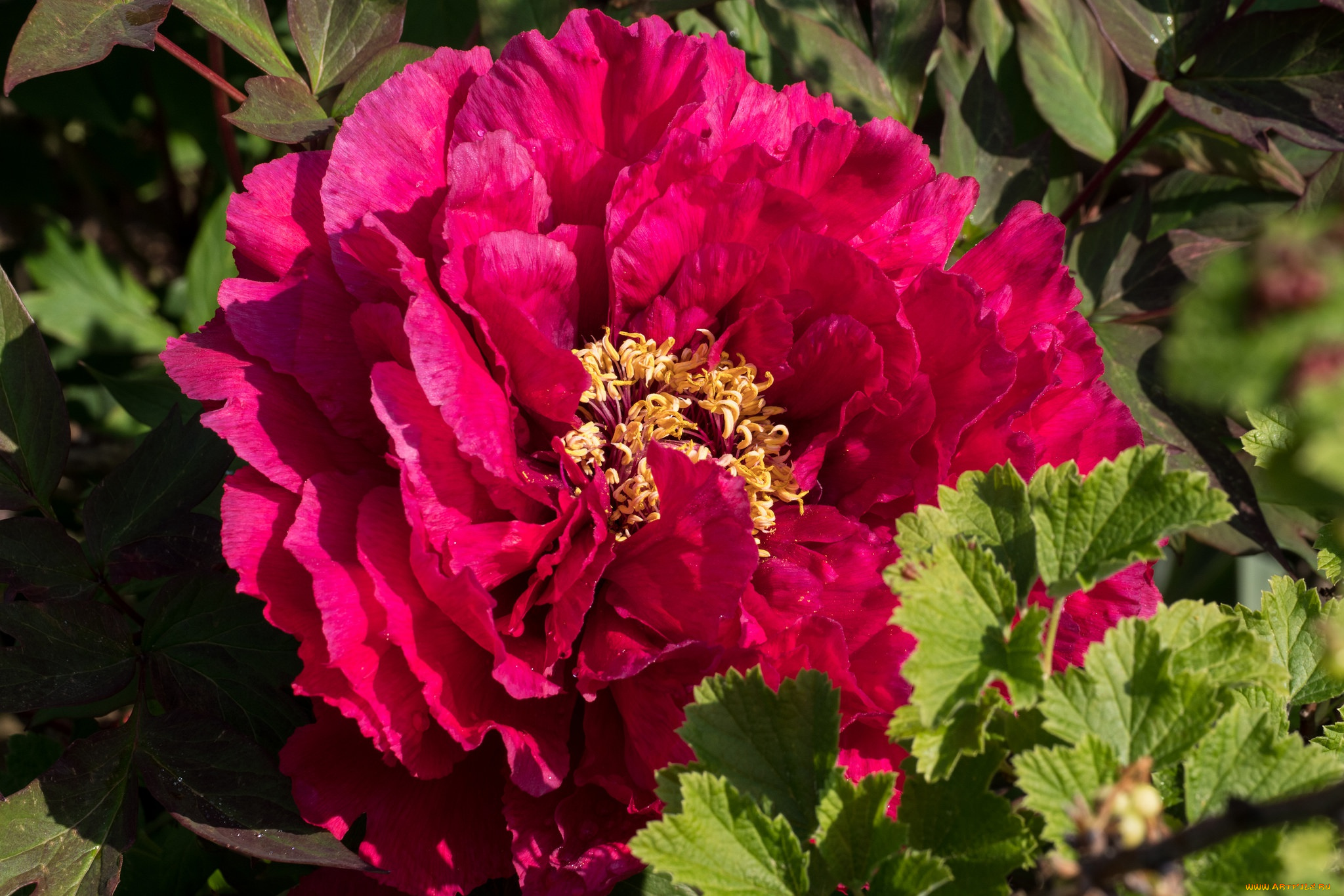 цветы, пионы, пион, лепестки, макро