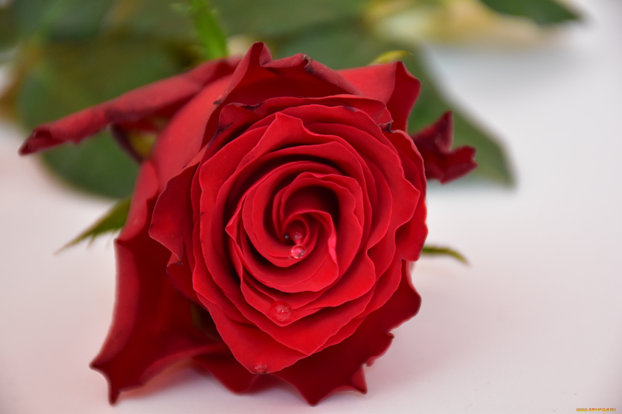 цветы, розы, лепестки, цветение, листья, роза