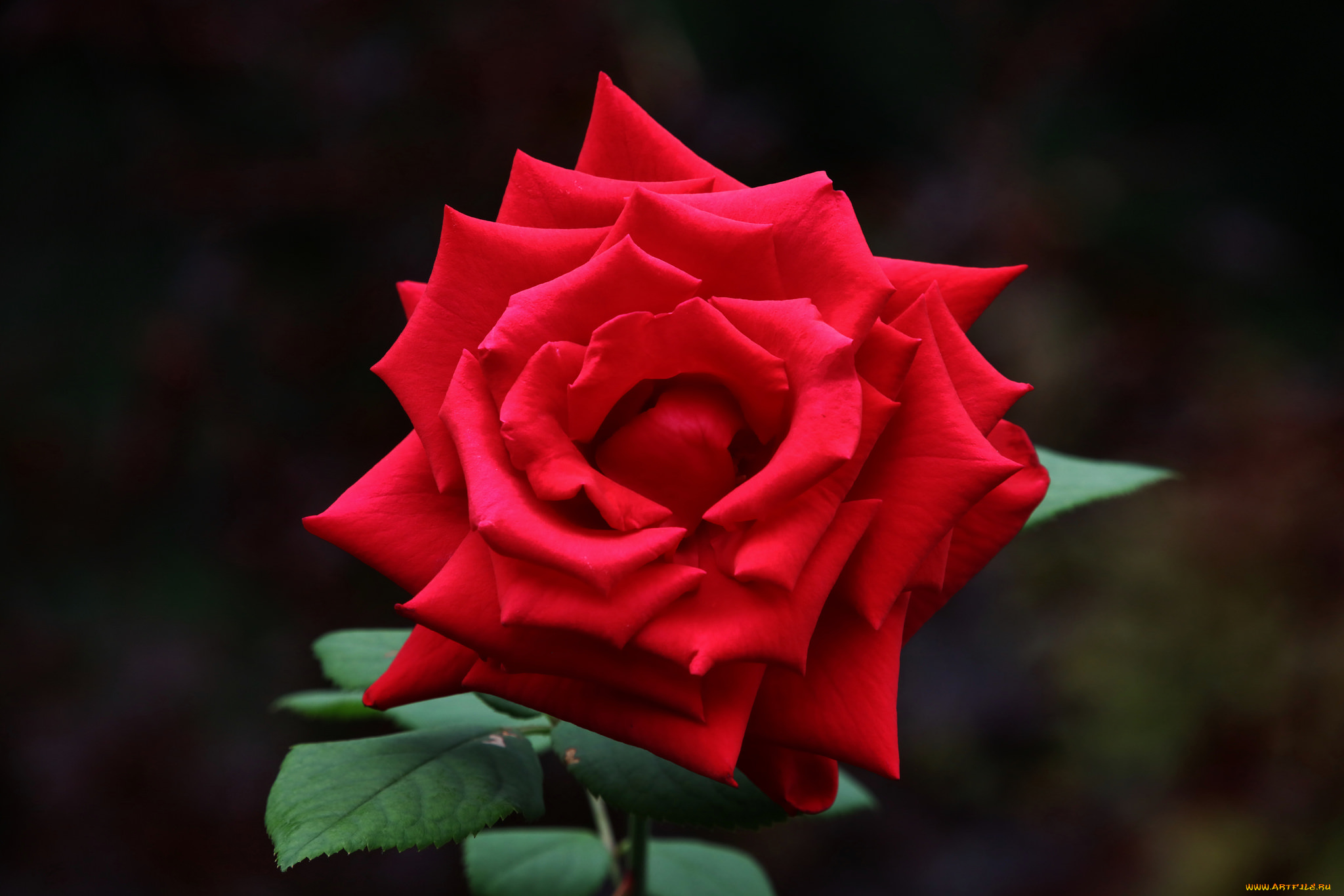 цветы, розы, роза, листья, лепестки, бутон, rose, цветение, leaves, petals, bud, blossoms