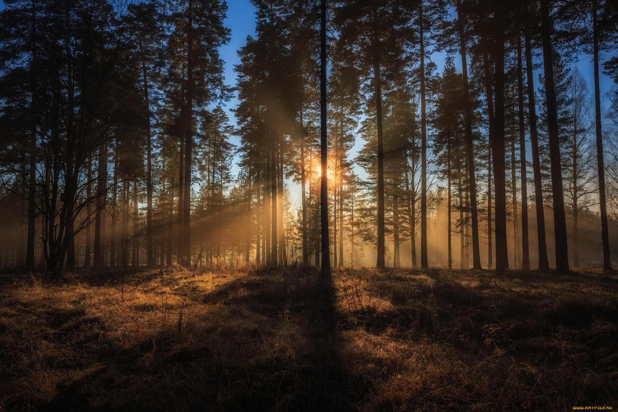 природа, лес, простор