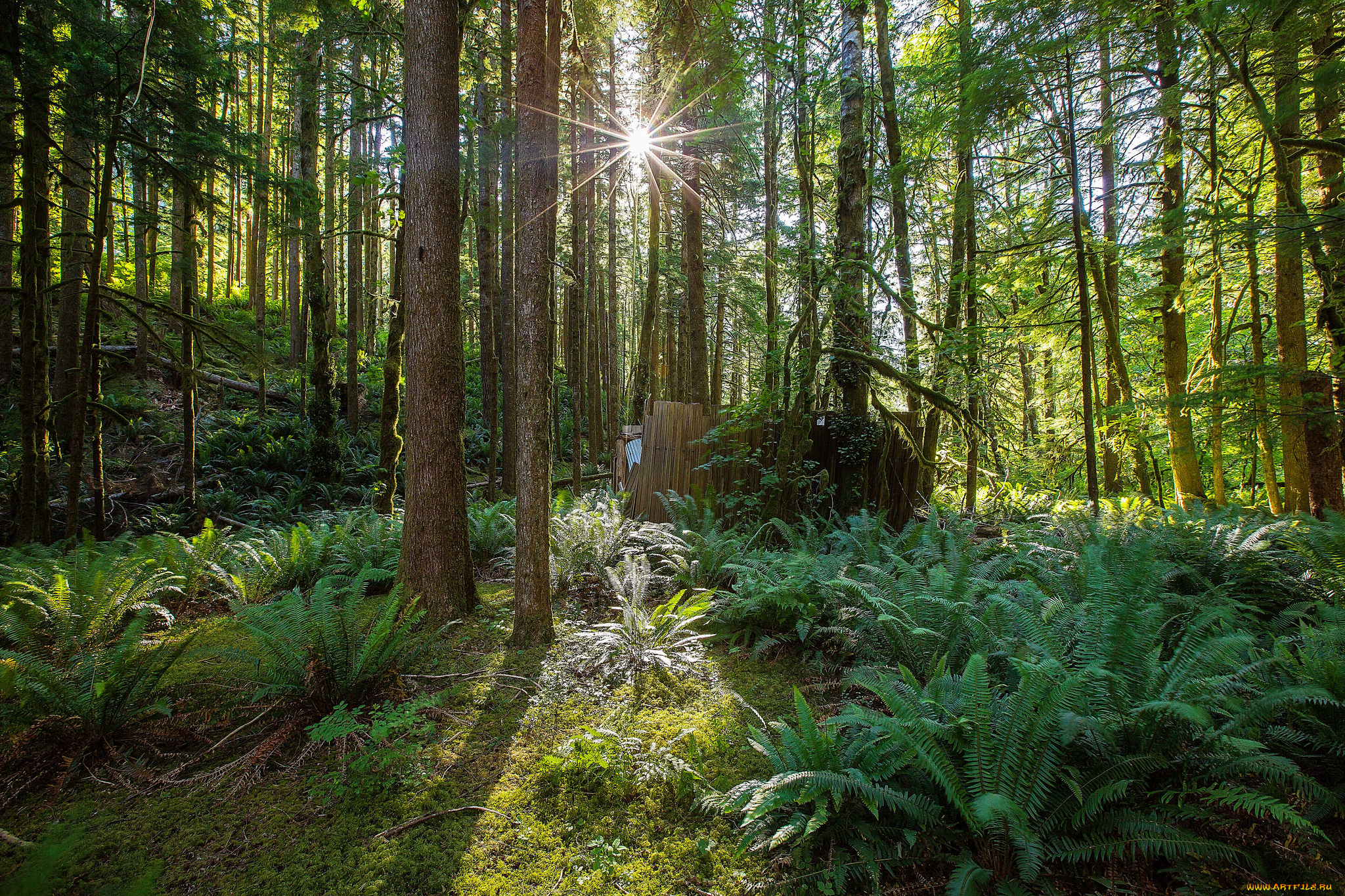 природа, лес, простор