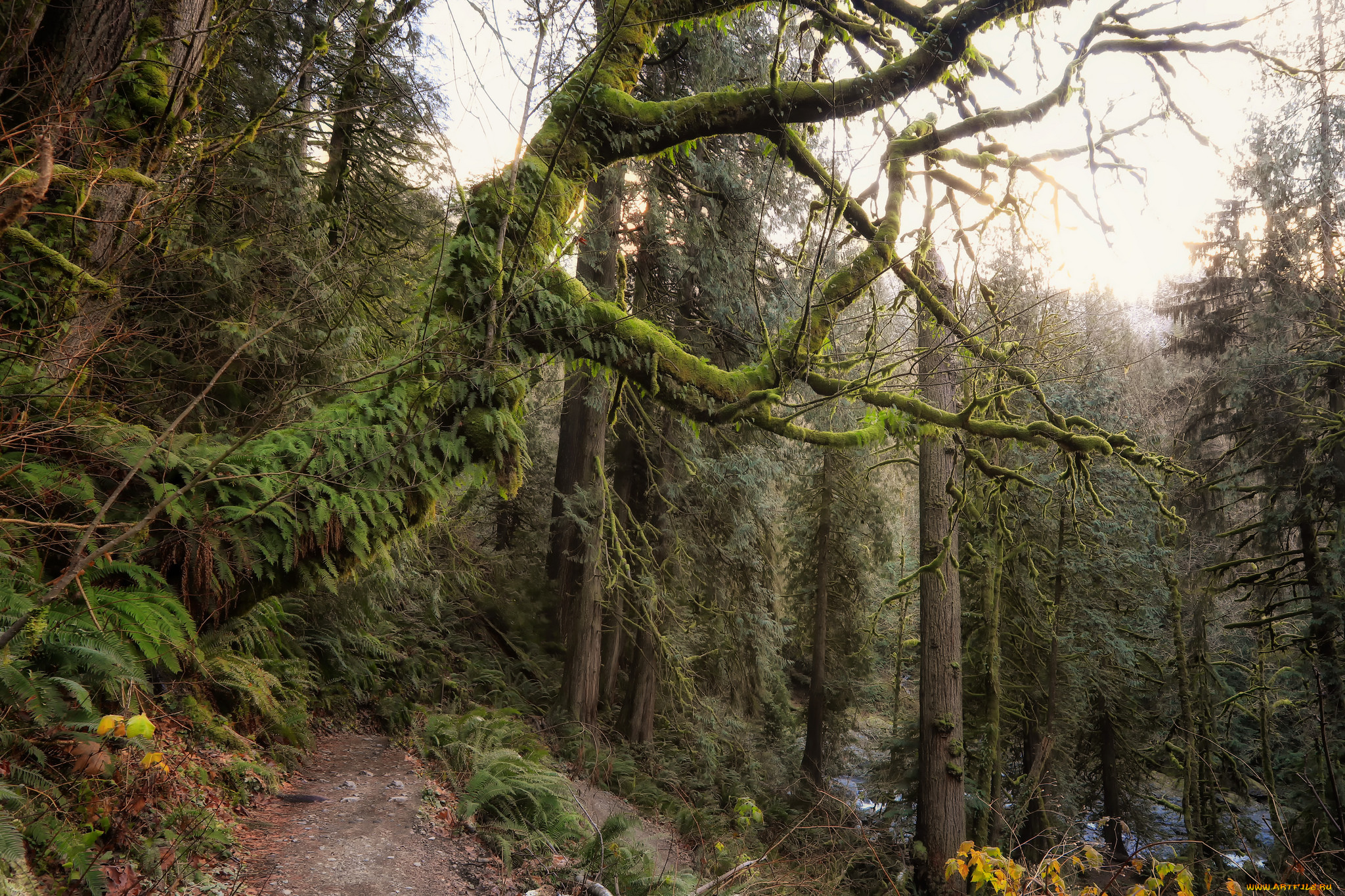 природа, лес, простор