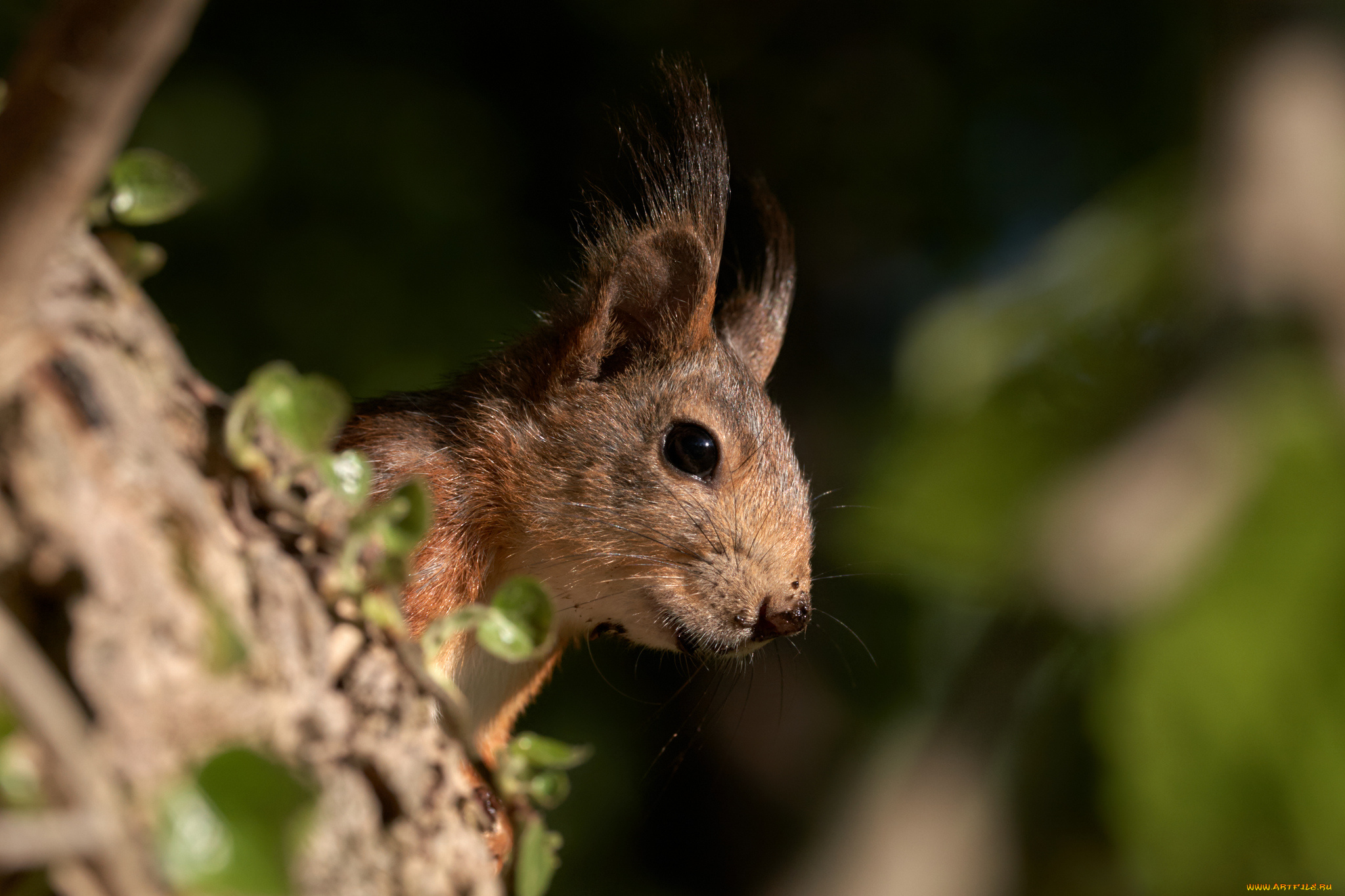 животные, белки, белка, ушка, лапки, милашка, хвостик