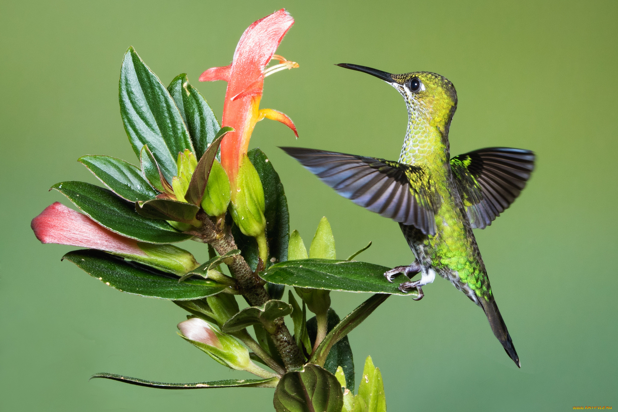 животные, колибри, птичка