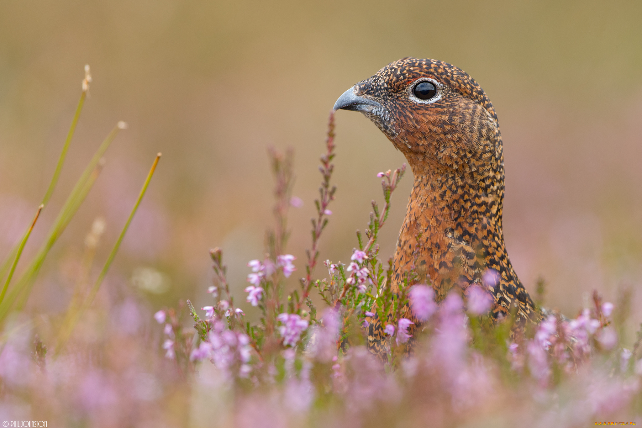 животные, куропатки, , рябчики, , перепела, вереск, куропатка, птица, цветы, трава, поле, природа